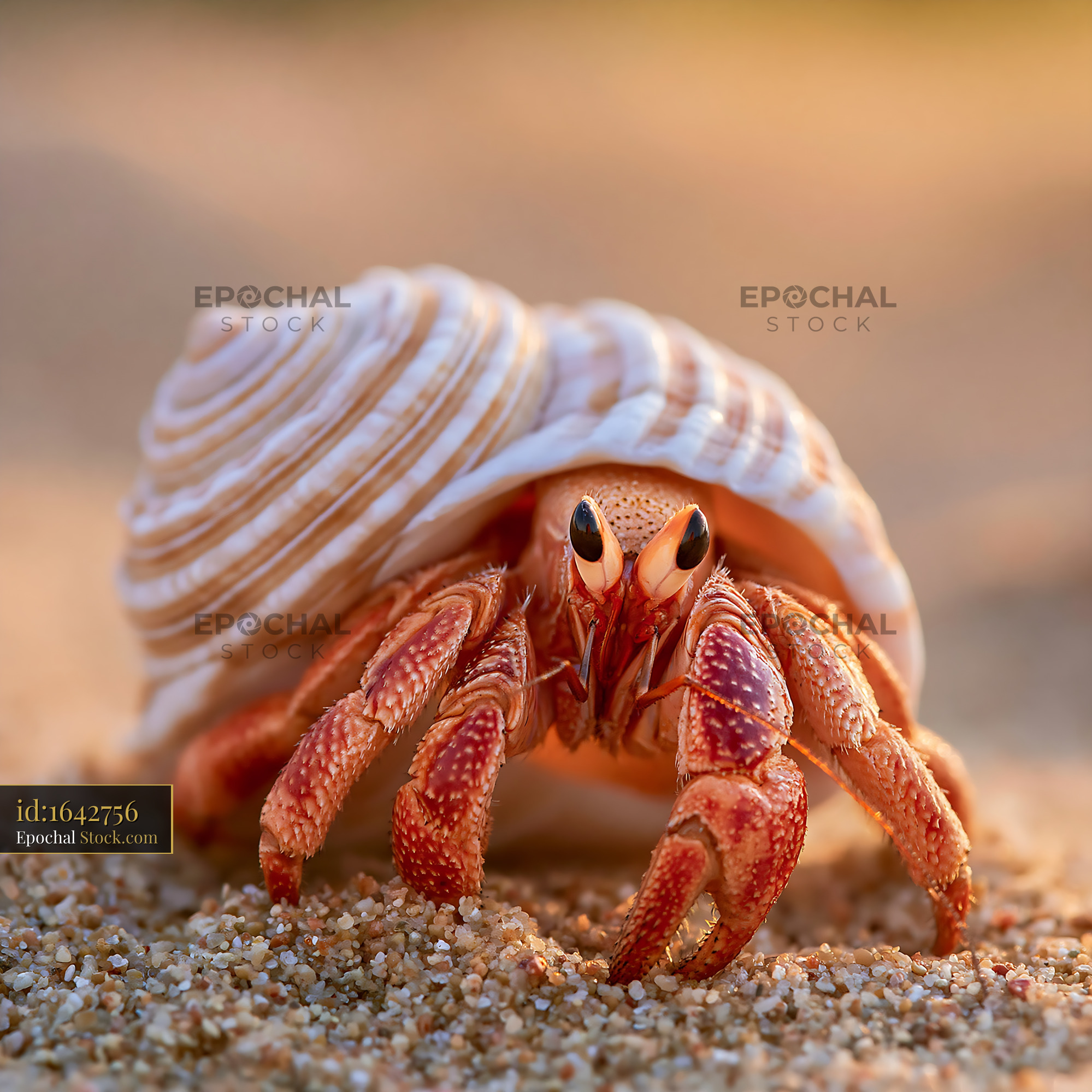 Hermit crab with striped shell crawling on sand during golden hour - stock photo