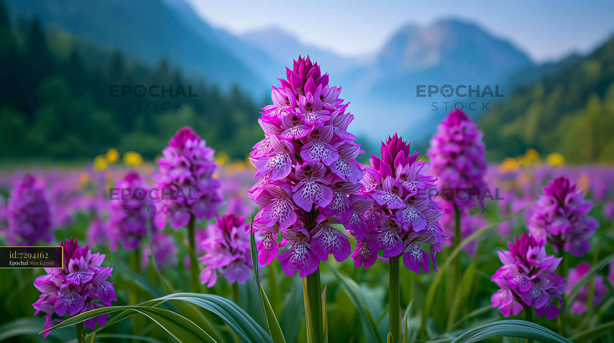 Purple wild orchids blooming in a Swiss flower pasture - stock photo