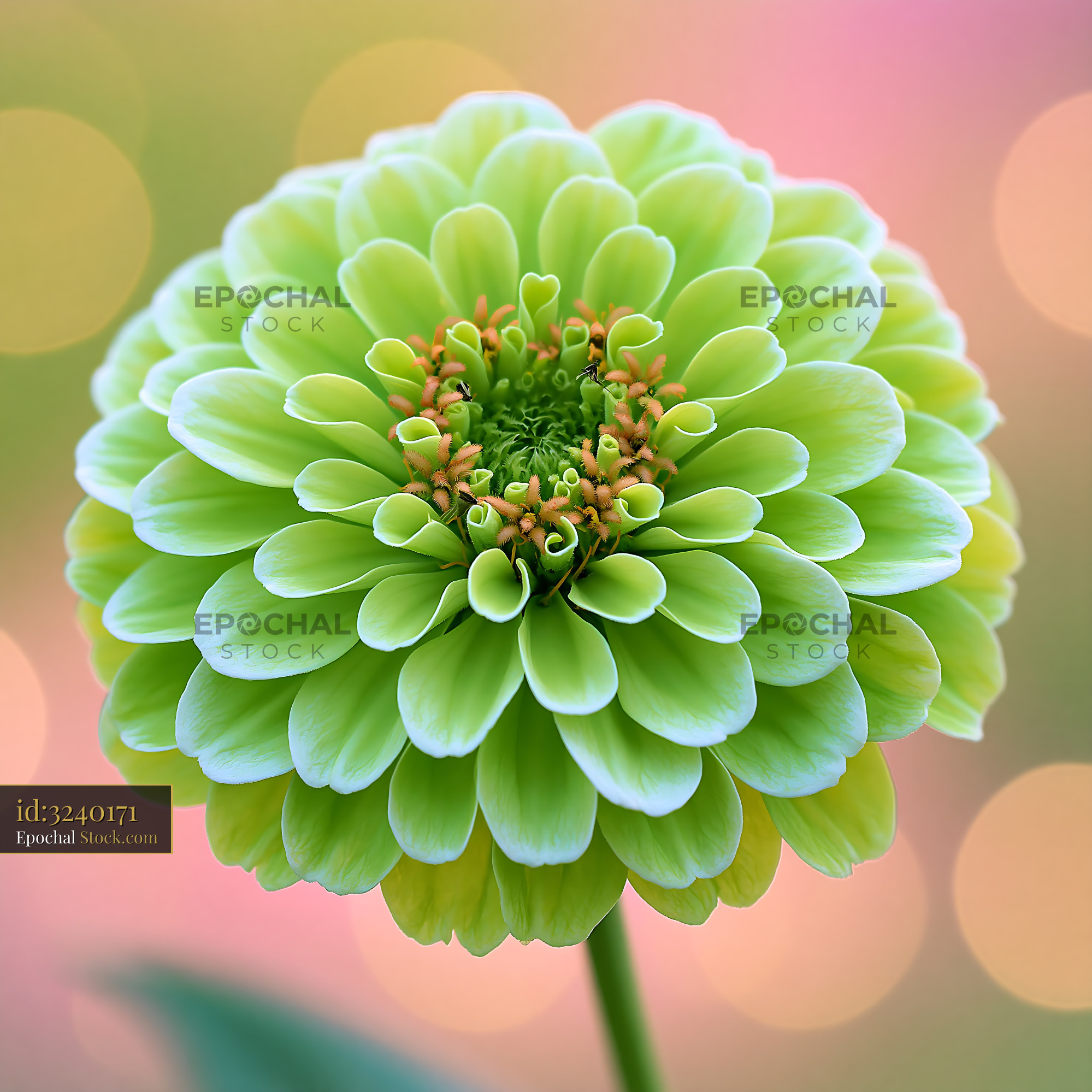 Lime green cafe au lait dahlia flower blooming in a summer garden - stock photo