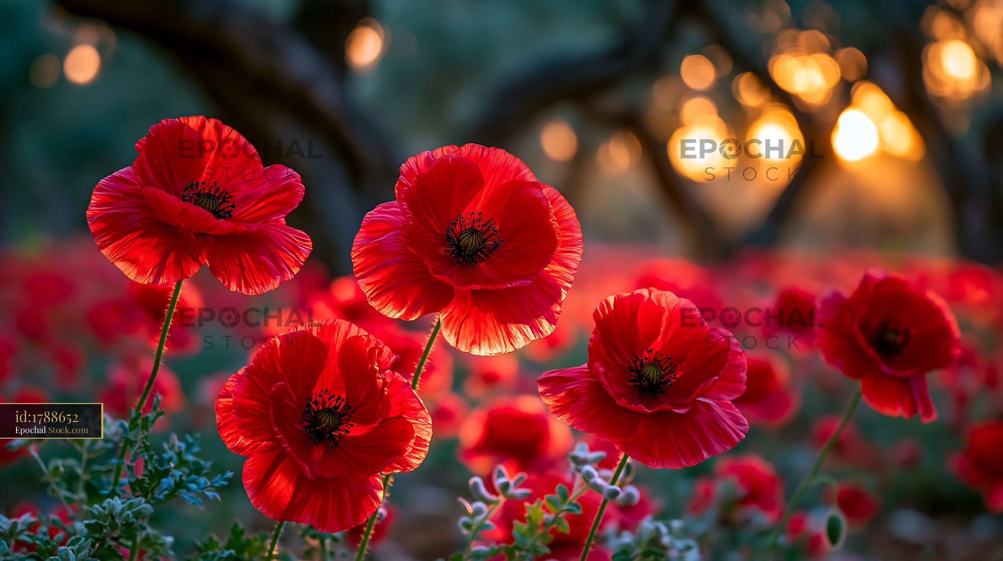 Red poppies blooming in an alpine meadow during golden hour - stock photo