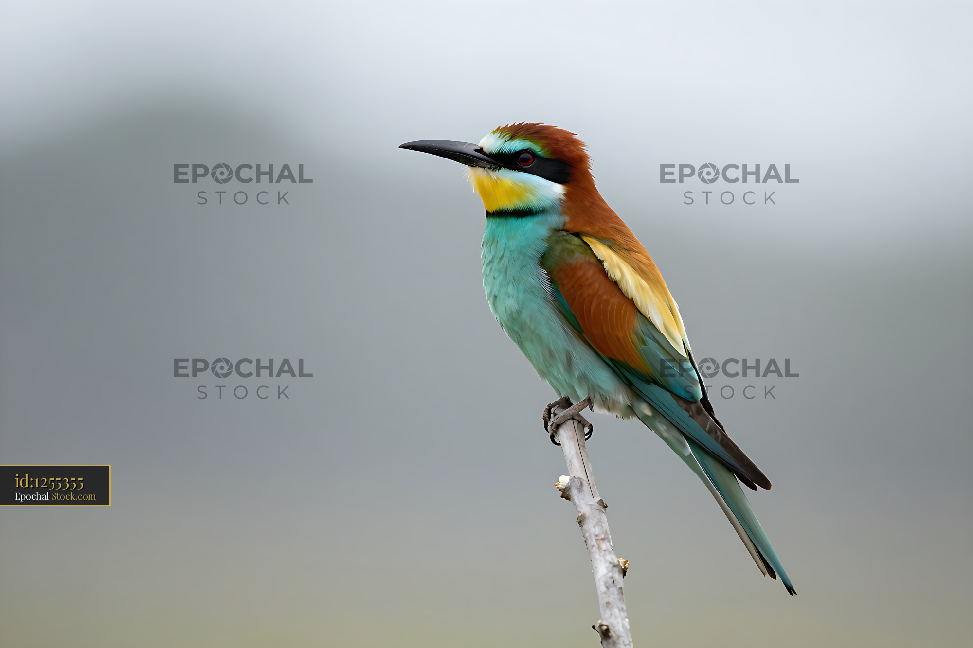 European bee-eater perched on a dry branch against soft bokeh - stock photo