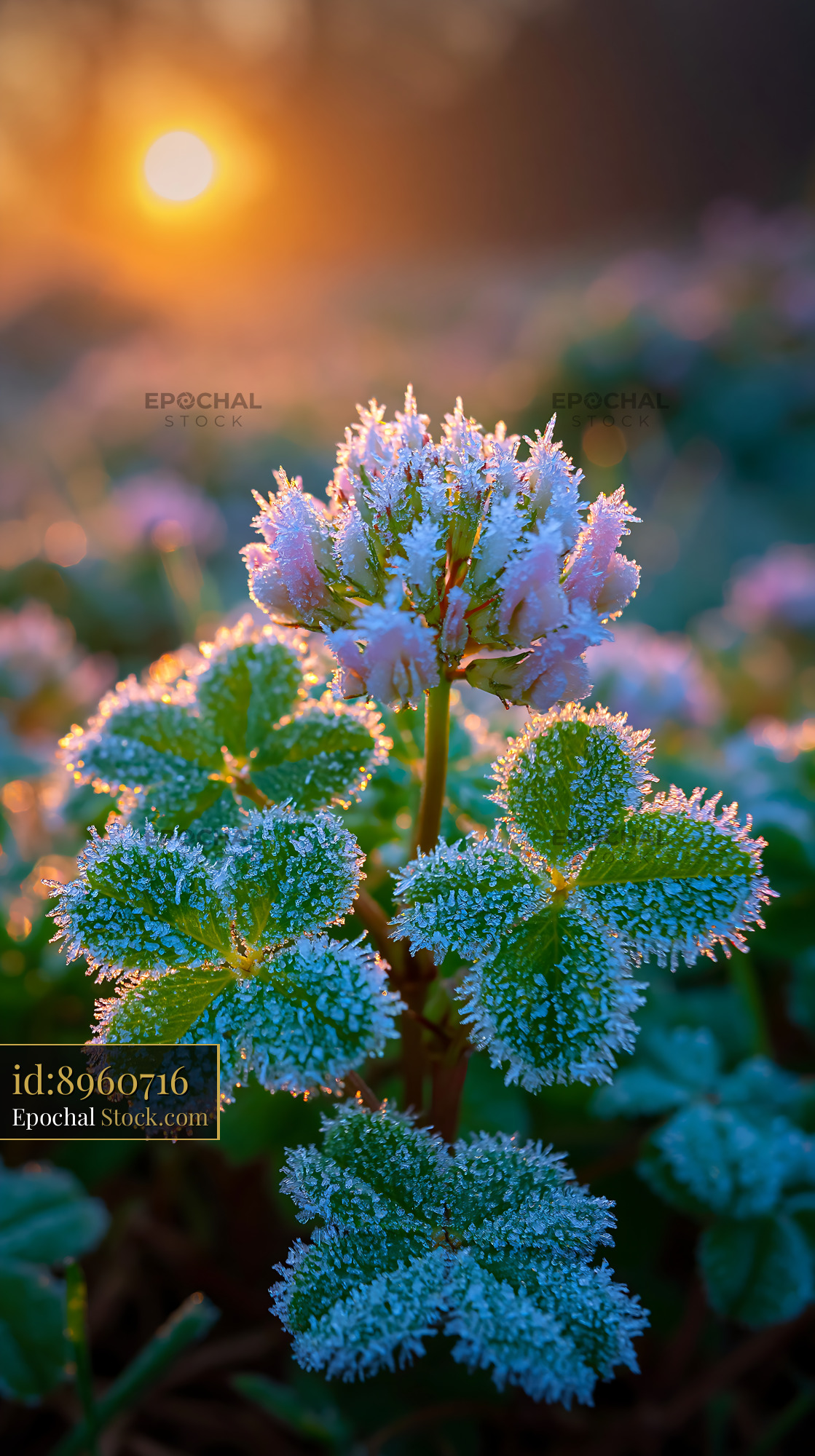 Frozen pink clover flower in a field during golden hour sunrise - stock photo