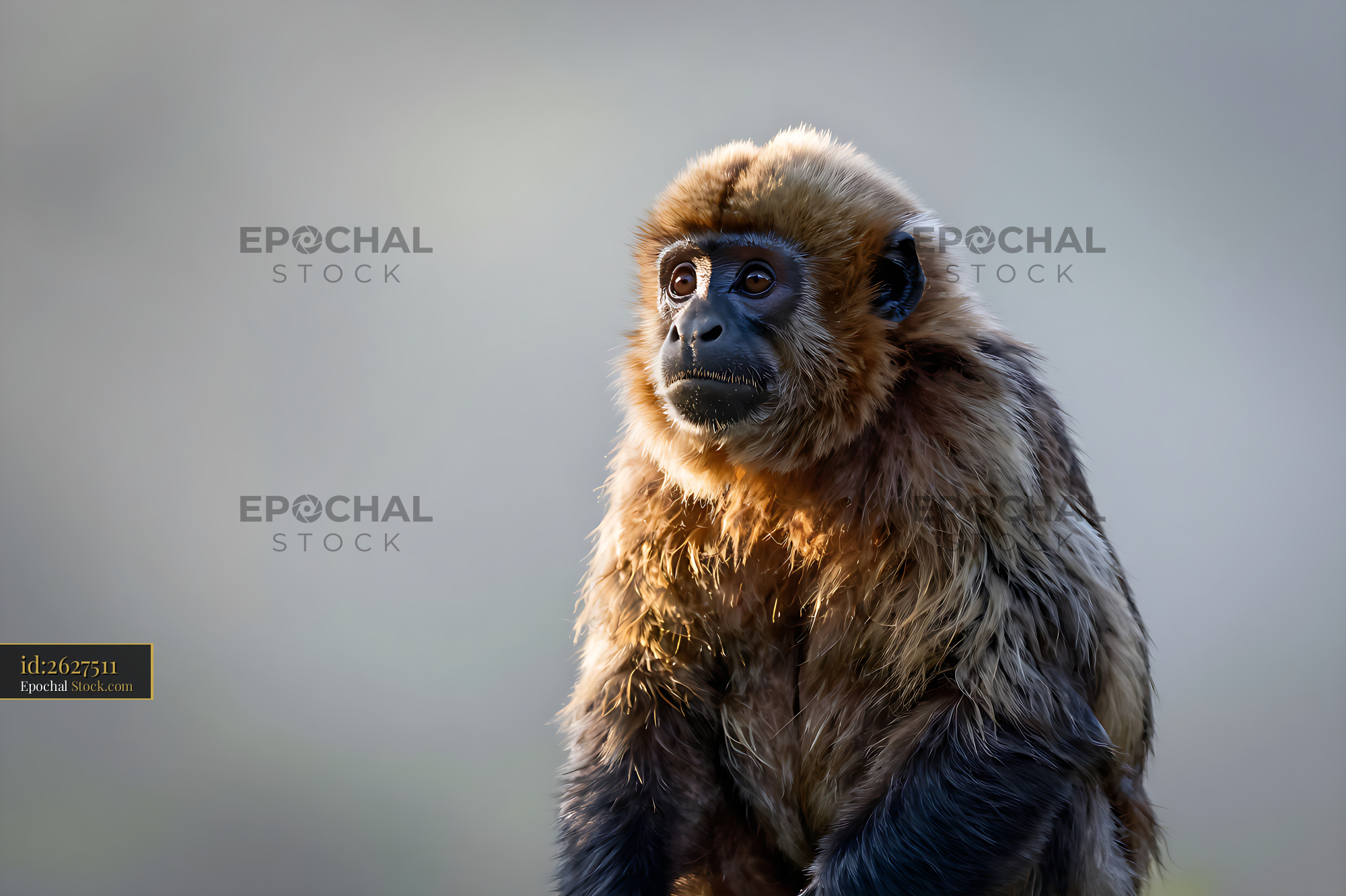 Portrait of a titi monkey with golden fur in soft morning light - stock photo