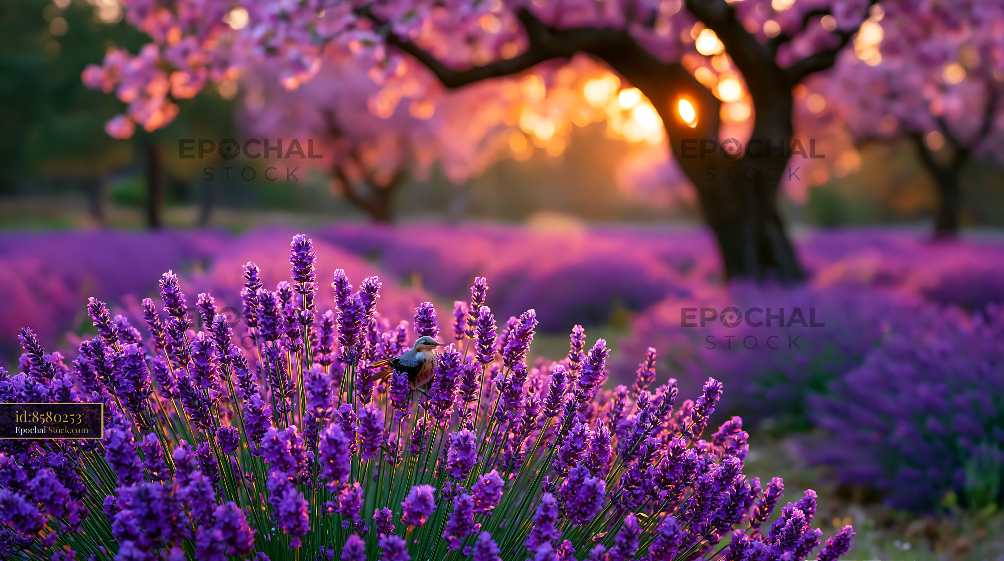 Small bird on lavender in a blooming portuguese daisy stream field - stock photo