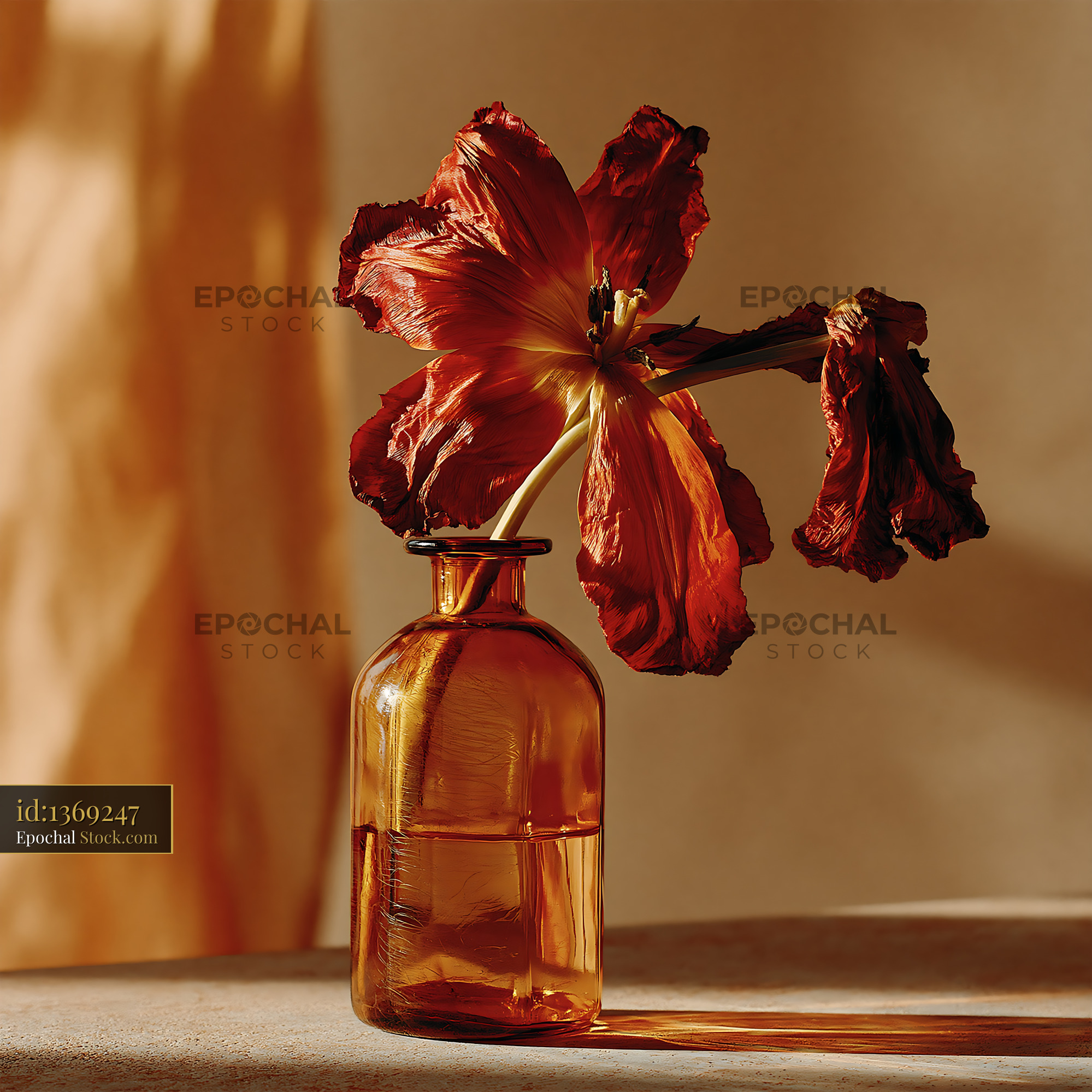 Wilted red tulip in an amber bottle inside an empty winter cabin - stock photo