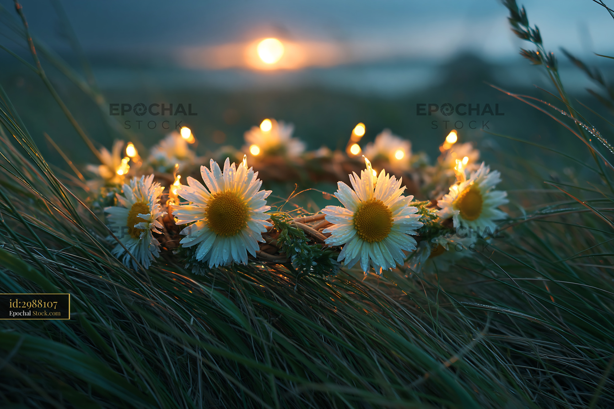 Daisy flower crown with fairy lights on meadow grass at sunset - stock photo