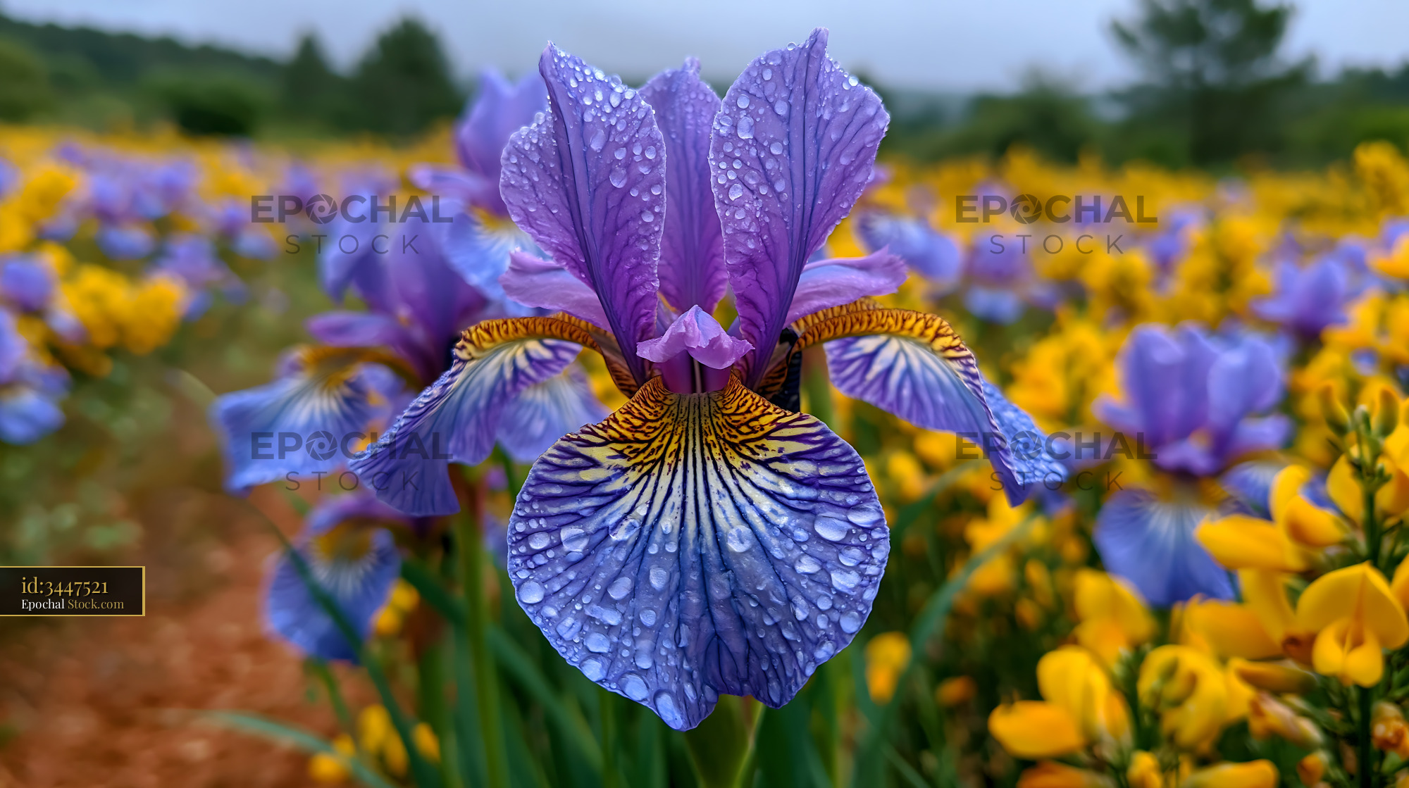Purple iris flower with raindrops in a blooming spring meadow - stock photo