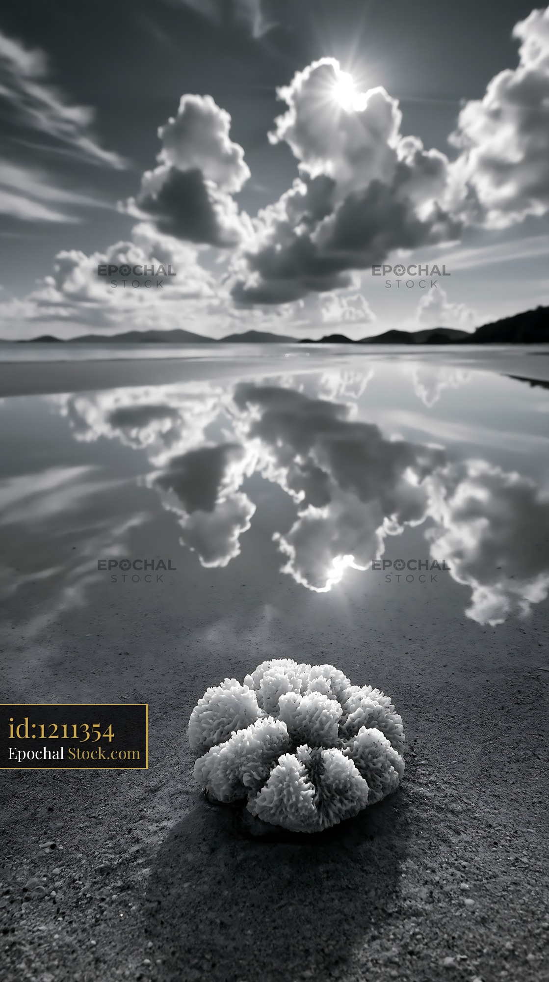Brain coral on a sandy beach with dramatic cloud reflection