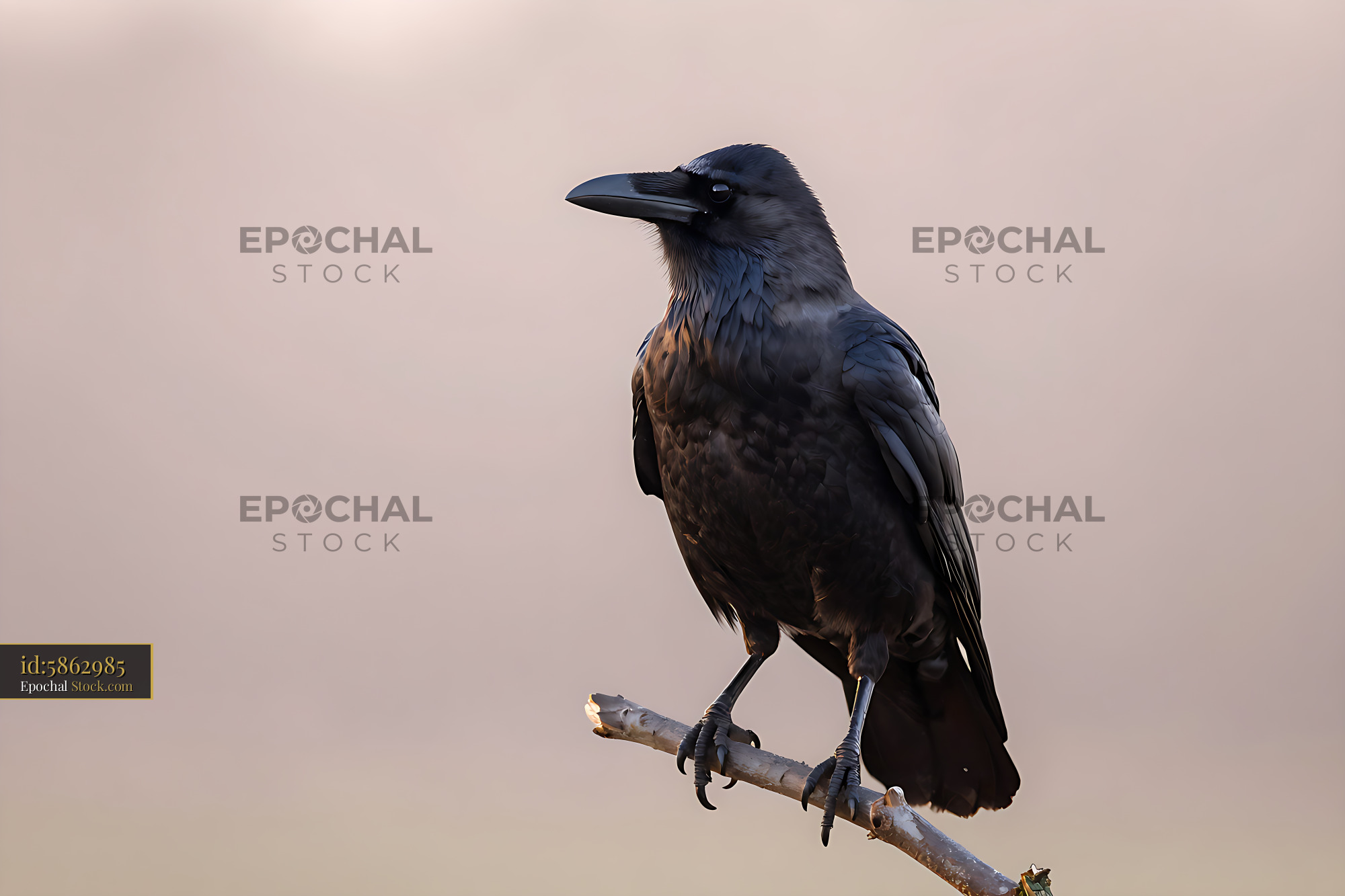 Carrion crow perched on a branch against a soft hazy background - stock photo