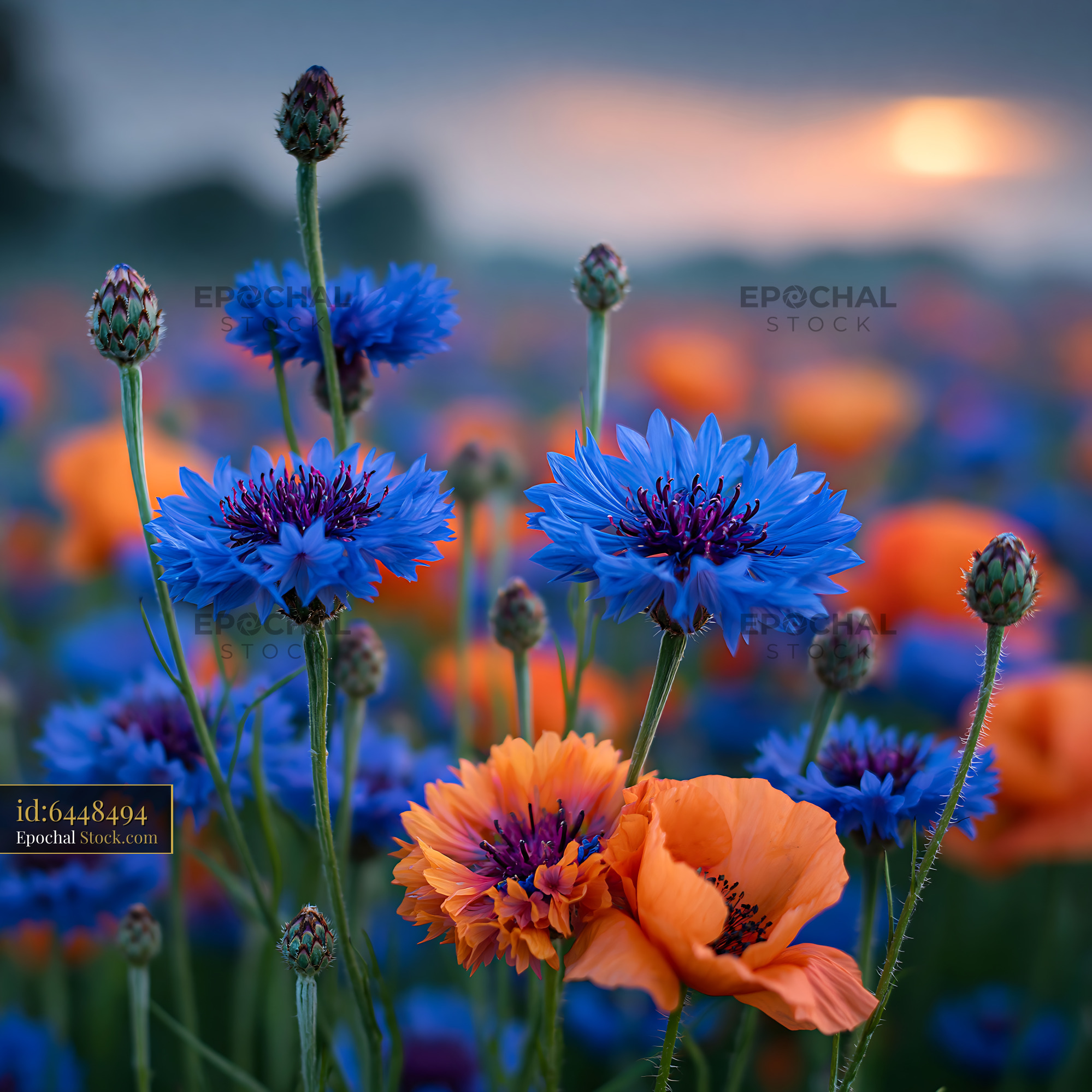 Blue cornflowers and orange poppies in a wildflower meadow at sunset