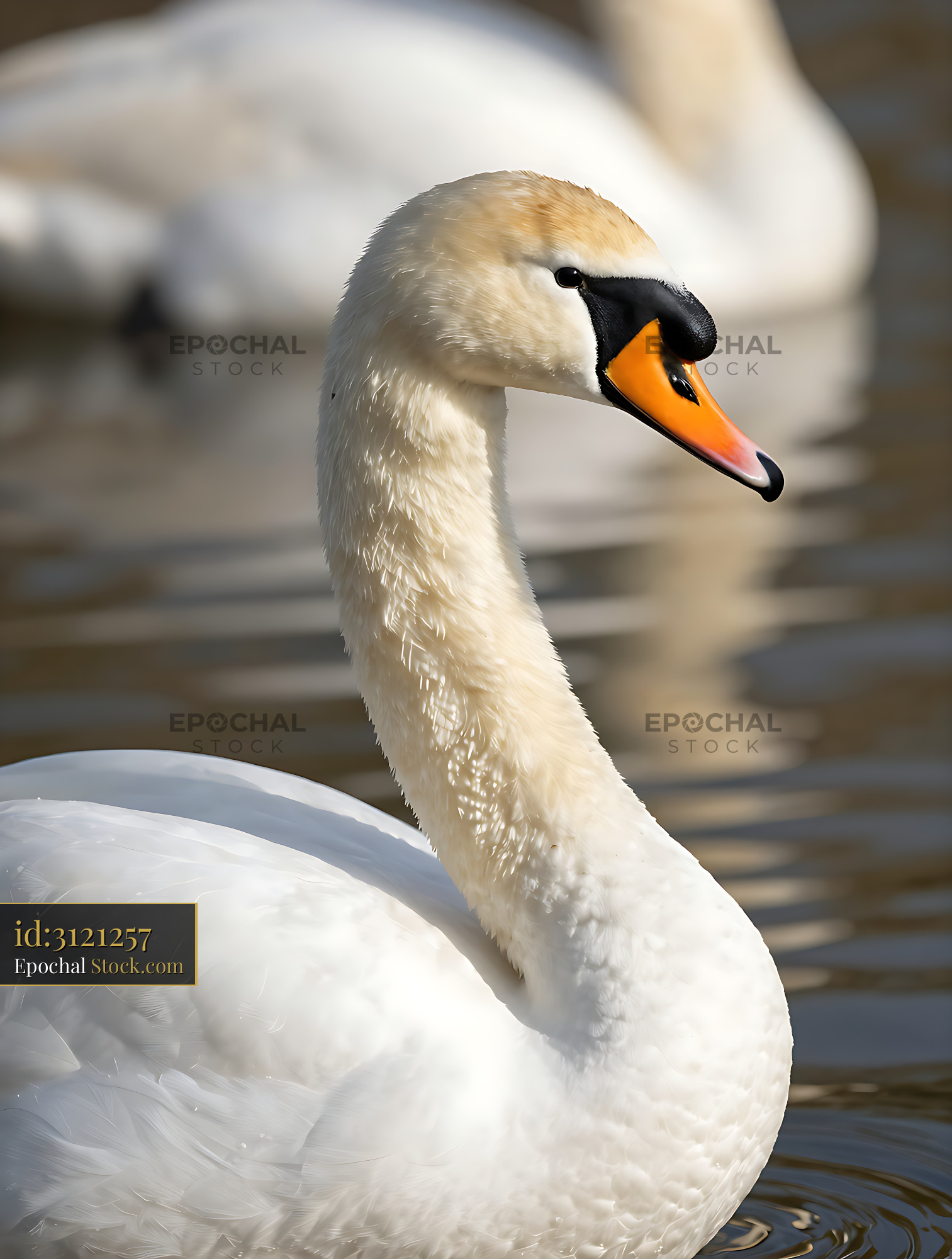 Elegant mute swan swimming on a calm lake in soft sunlight - stock photo