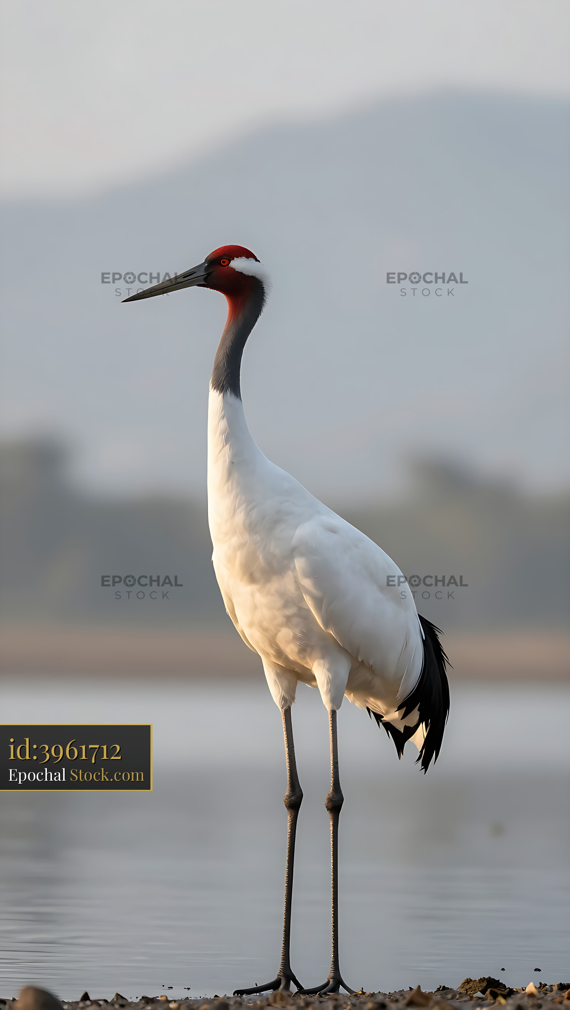 Sarus crane standing gracefully by the water at sunrise - stock photo
