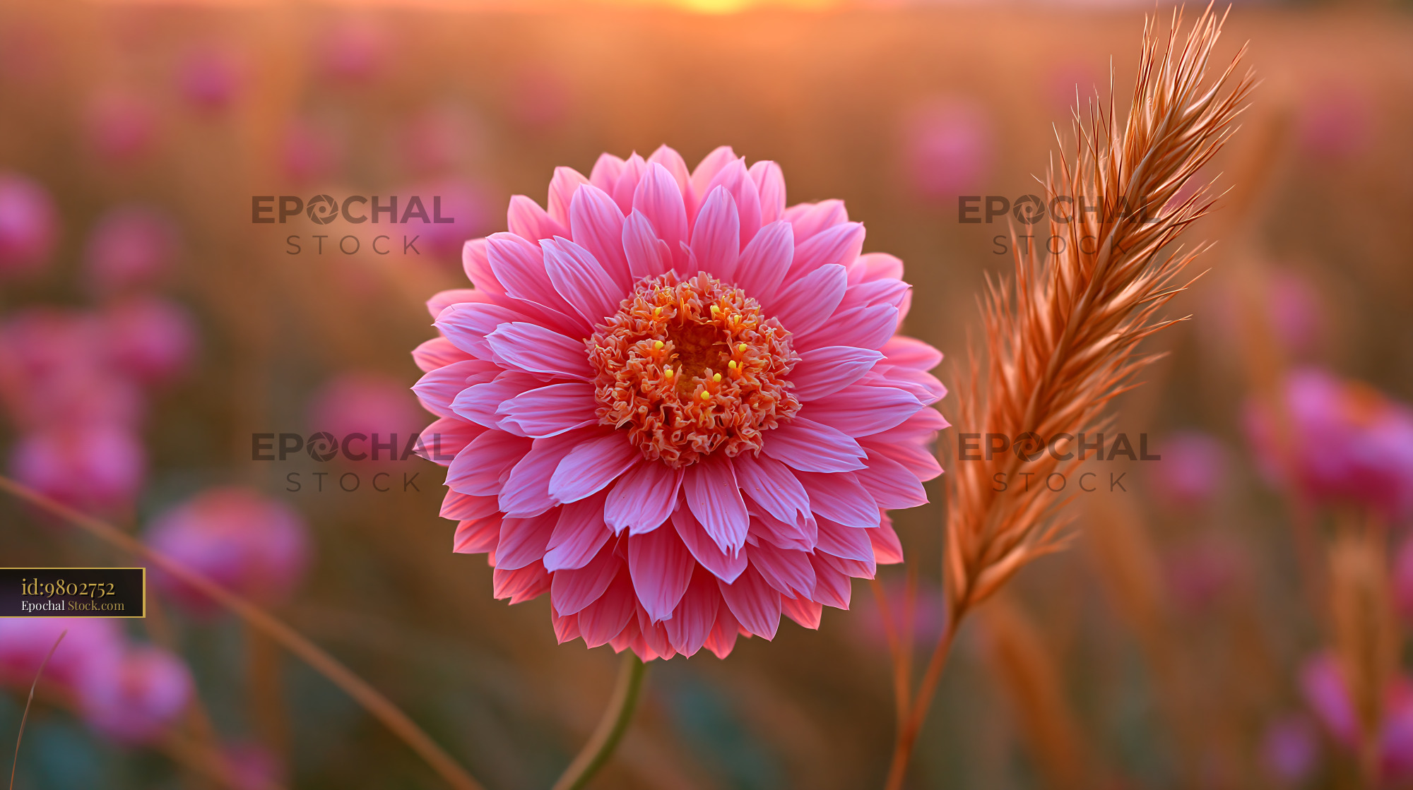 Pink flower and falkland tussac grass in a golden sunset field - stock photo