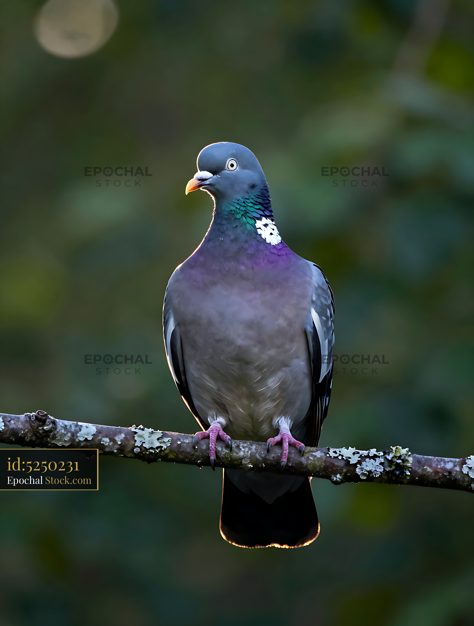 Common wood pigeon perching on a lichen covered branch at sunset - stock photo