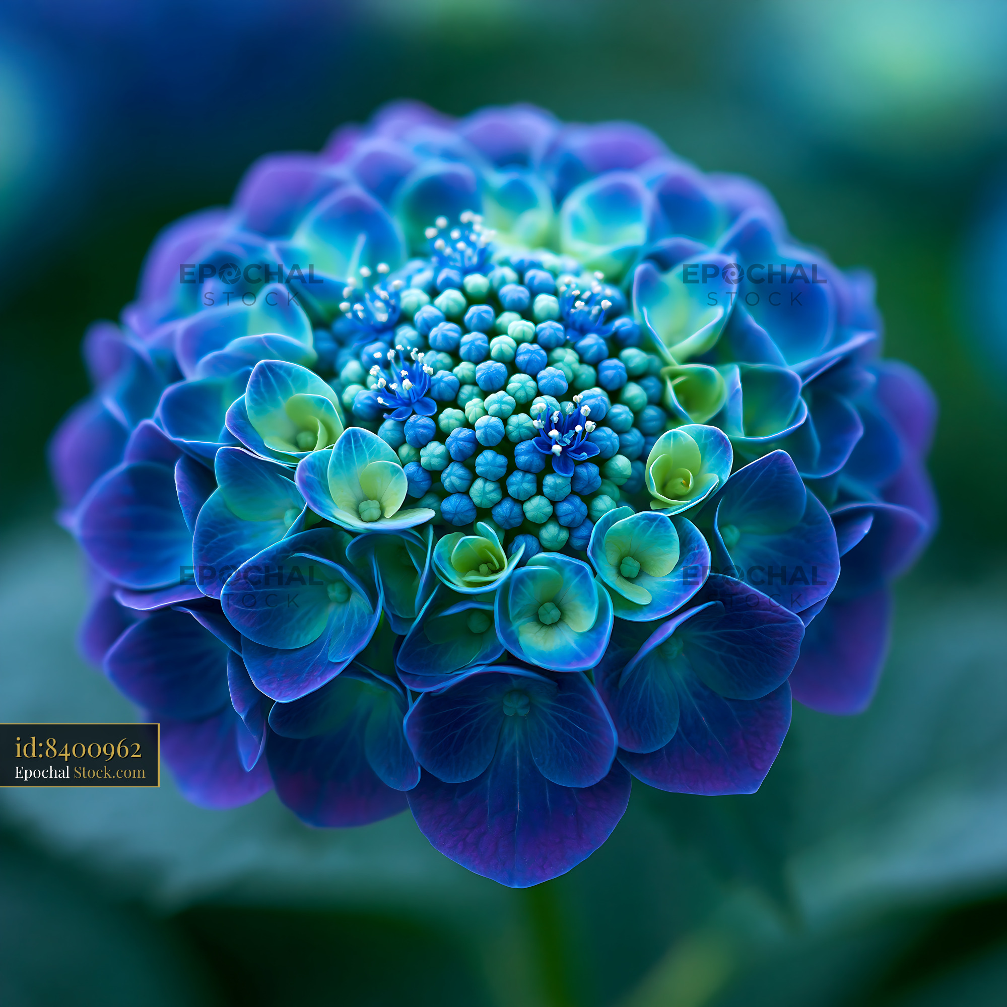 Vibrant blue banksia spike flower in close-up macro view - stock photo