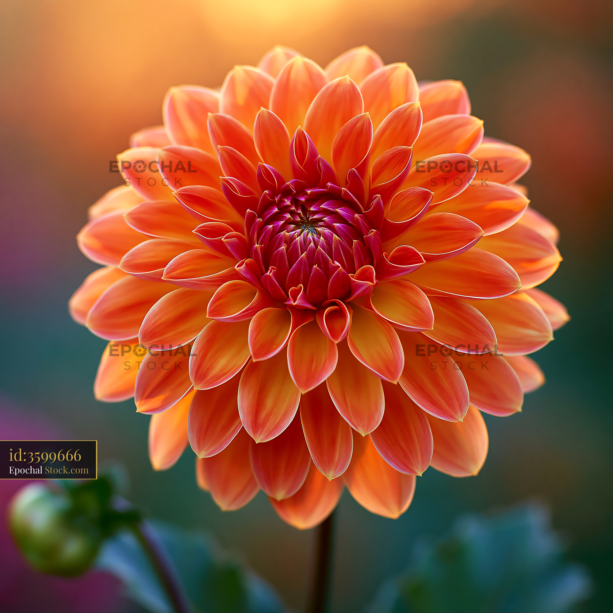 Orange dahlia flower in full bloom with soft sunset light - stock photo