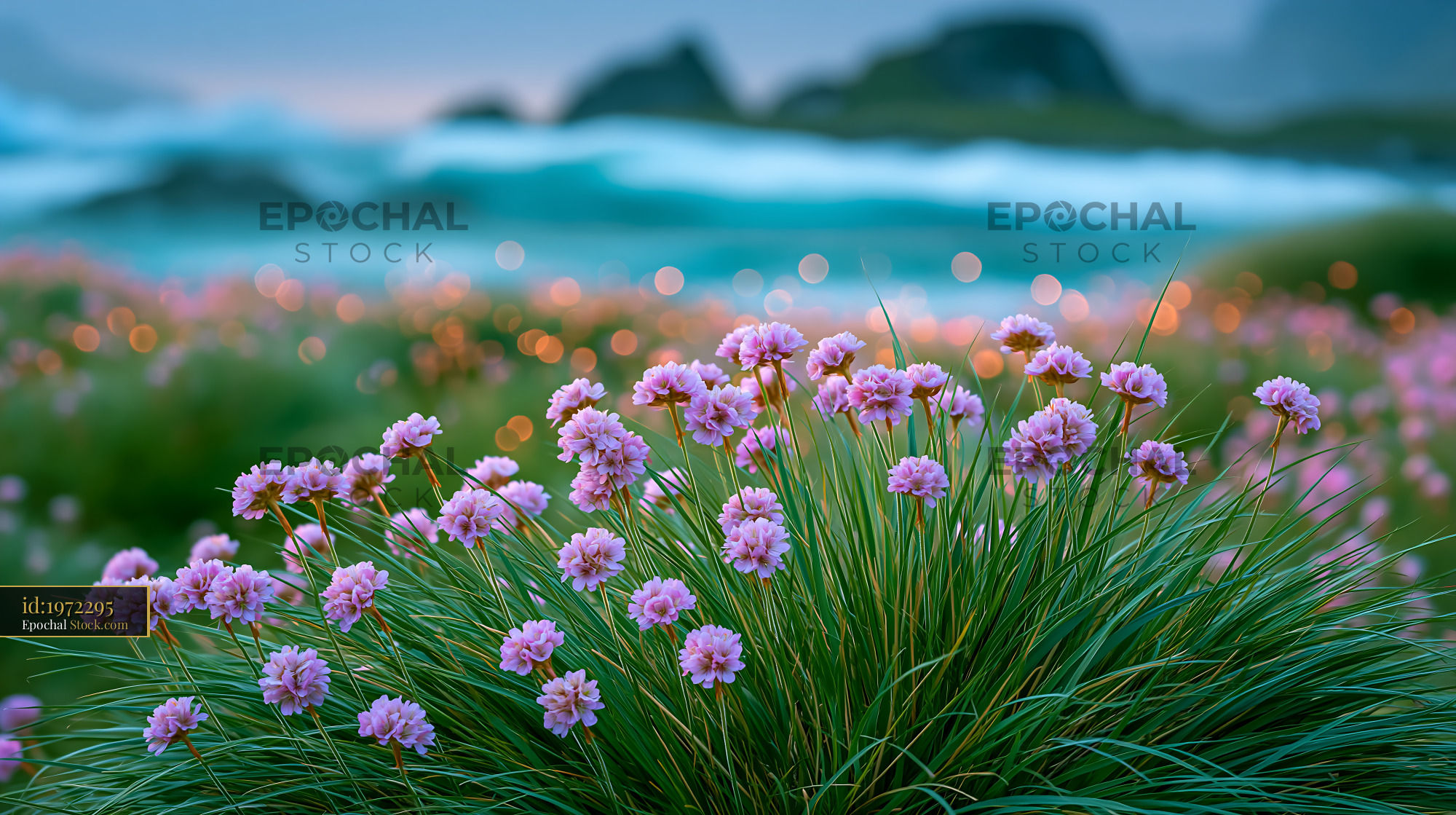 Greenland dryas flowers blooming on a coastal meadow at sunset - stock photo
