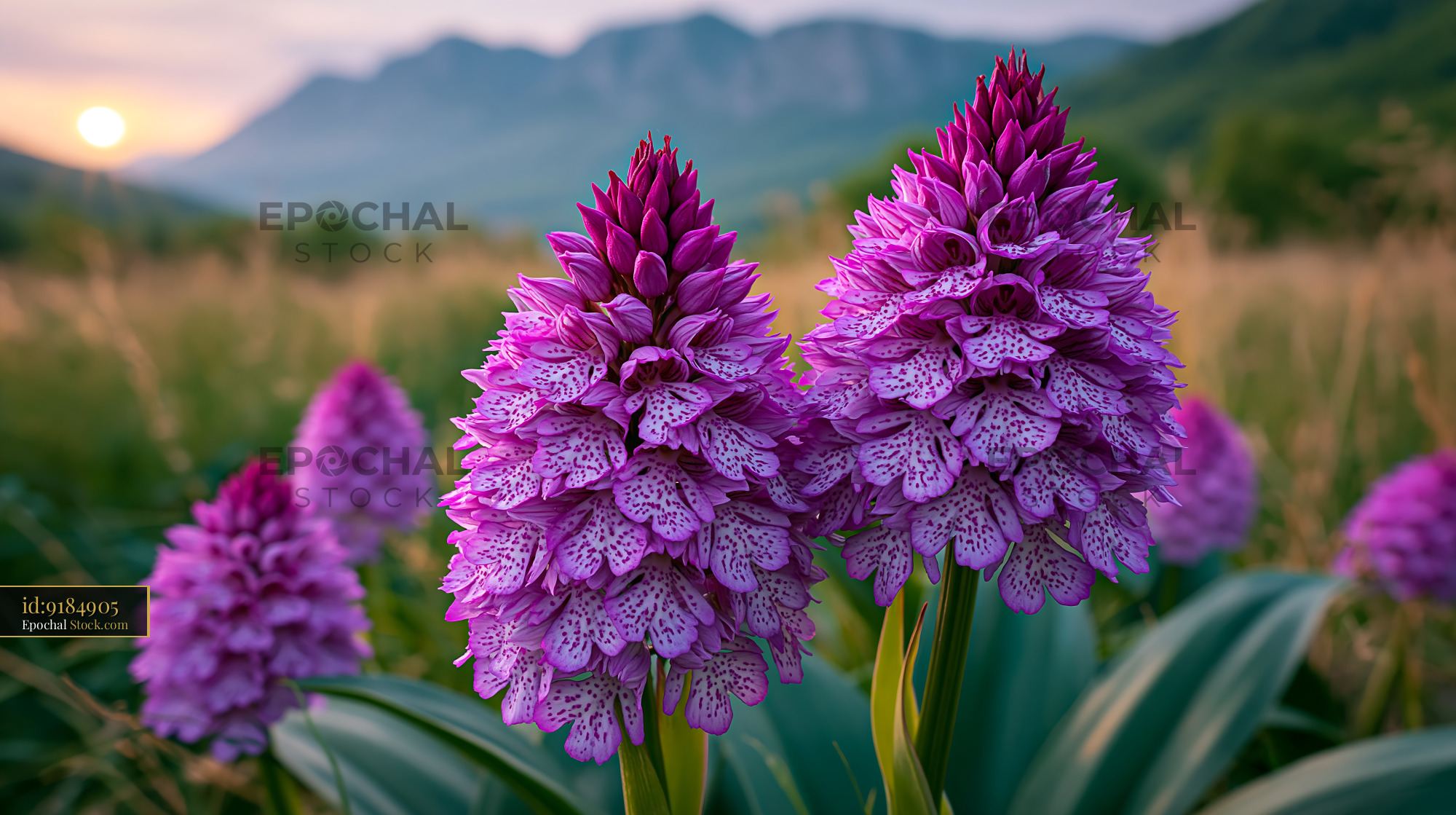 Pink wild orchids in a Saxon hay field at sunset with mountain view