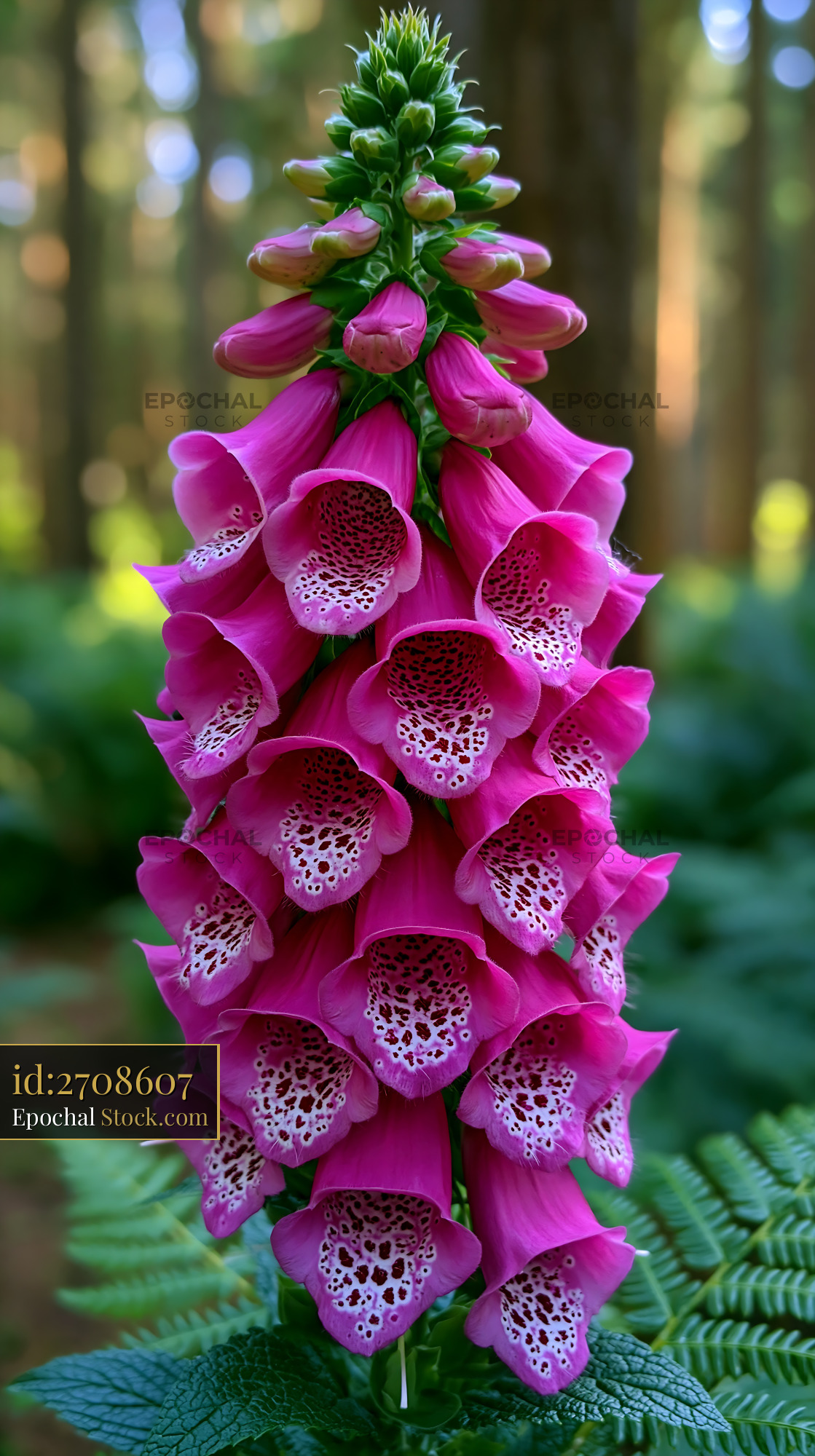 Burgundy anemone and vibrant pink foxglove blooming in a lush forest - stock photo