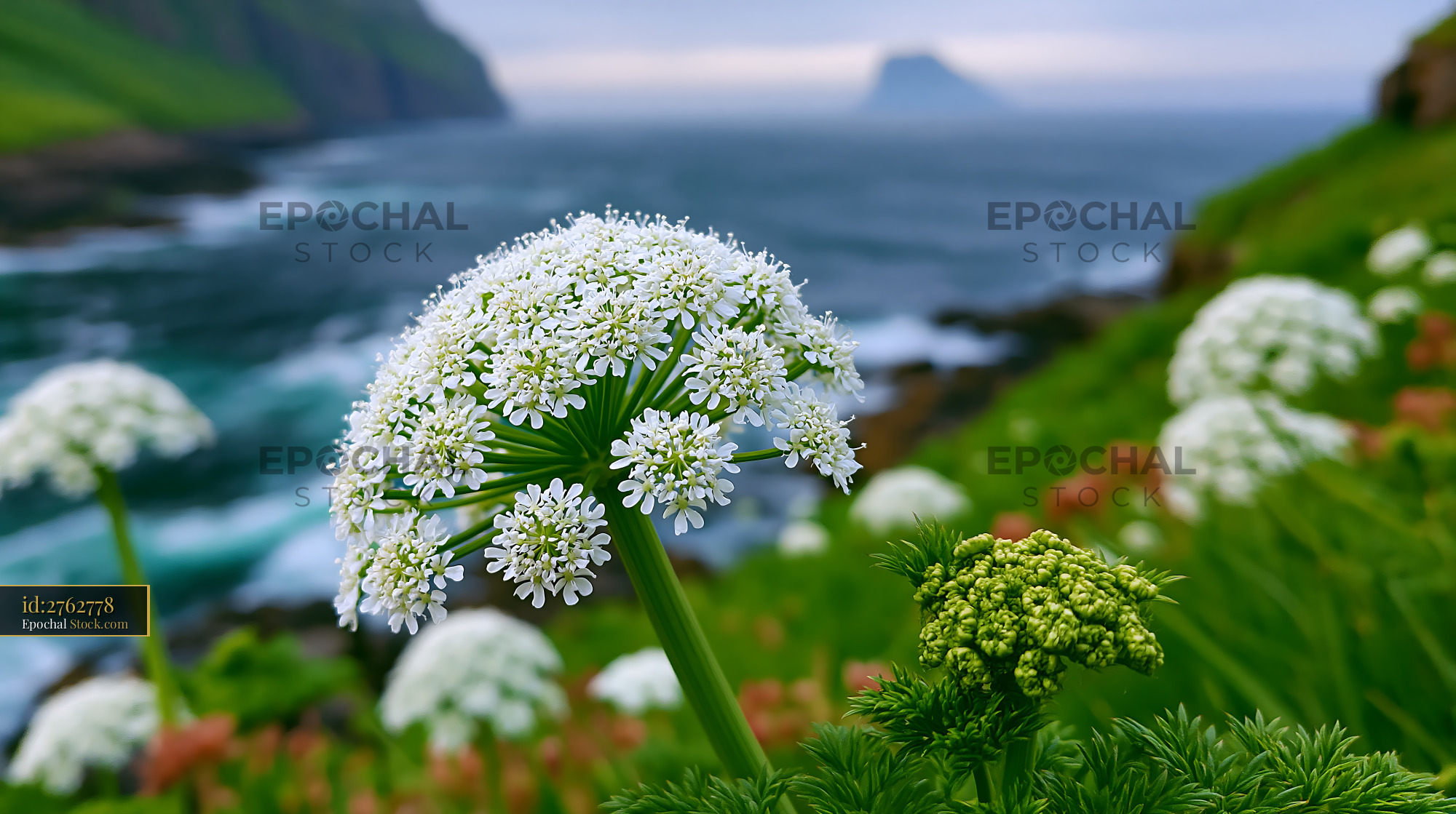 White wildflowers blooming in a lush Soca Valley meadow - stock photo