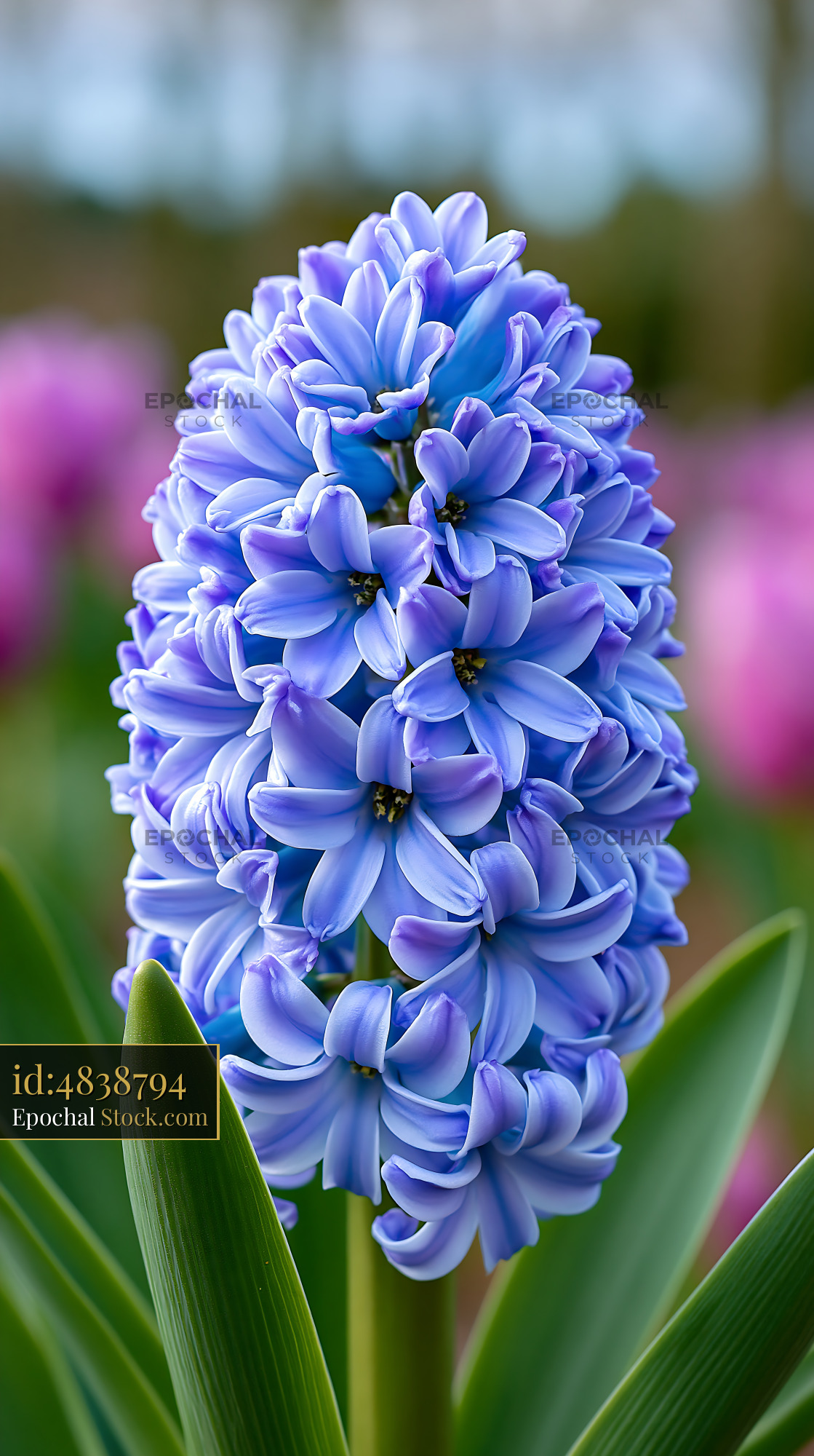 Blue hyacinth flower portrait with soft cream highlights - stock photo