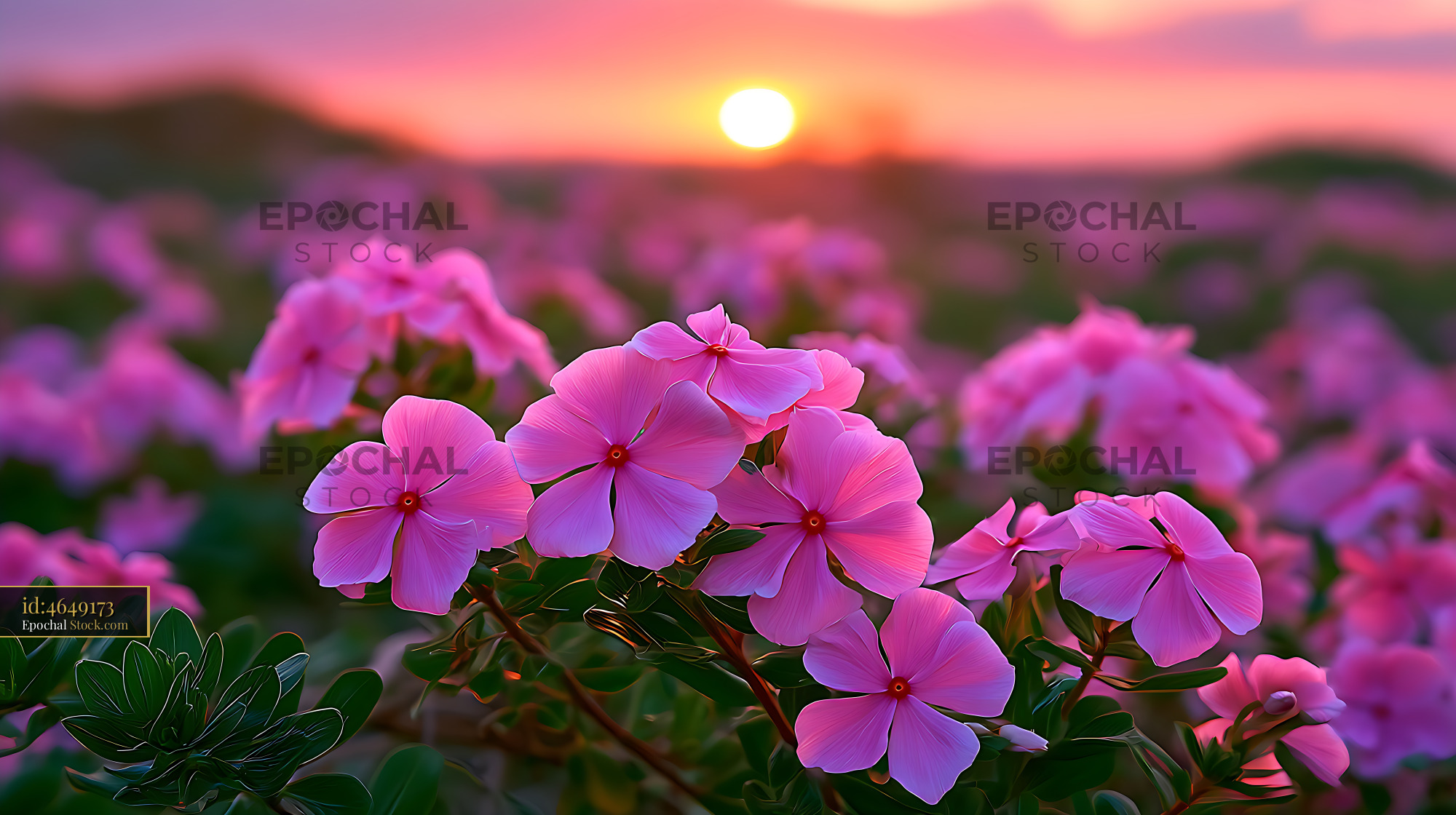 Madagascar periwinkle wild field during a vibrant golden hour sunset - stock photo