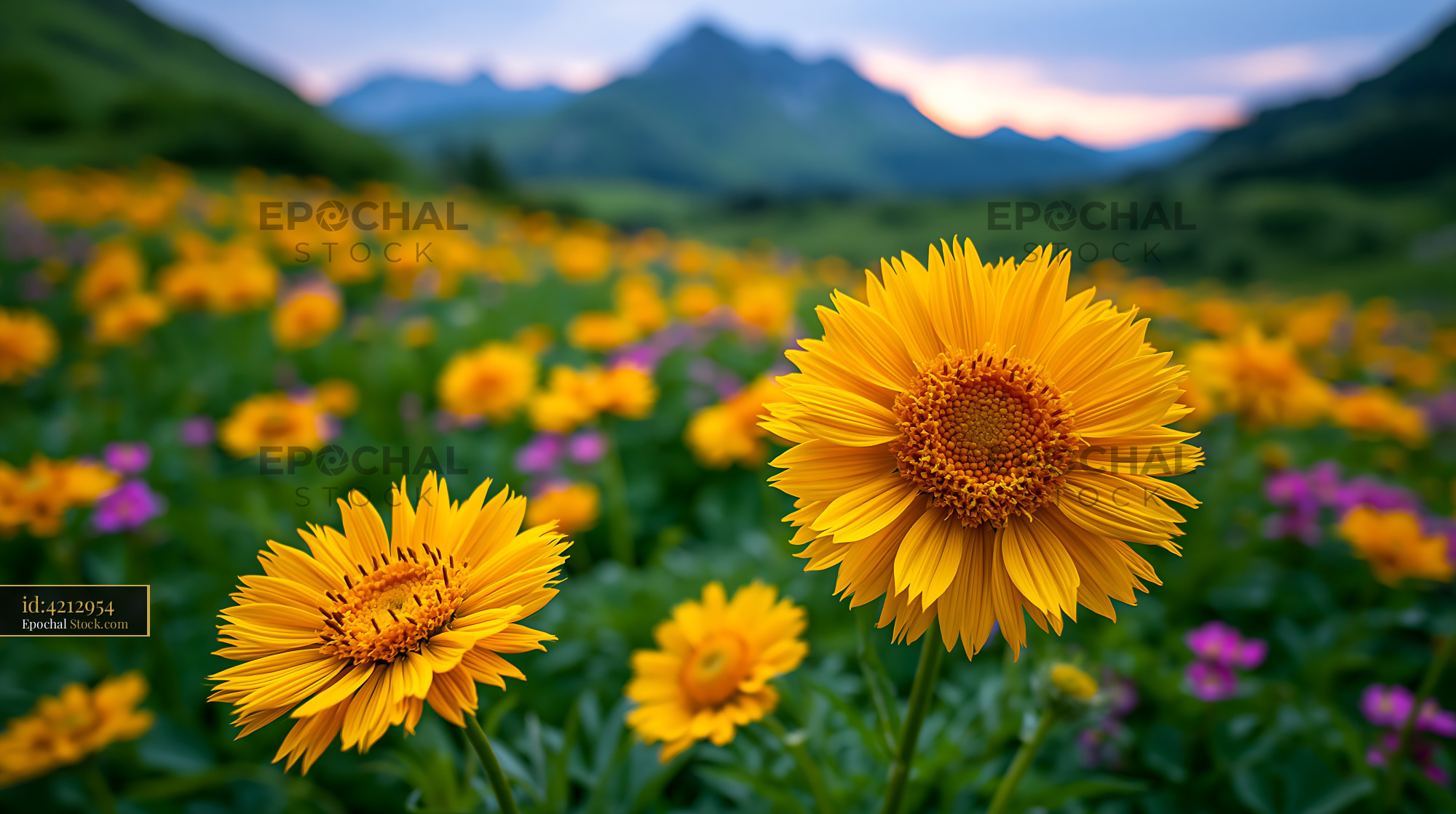 Yellow alpine flowers blooming in a mountain meadow after snow melt - stock photo
