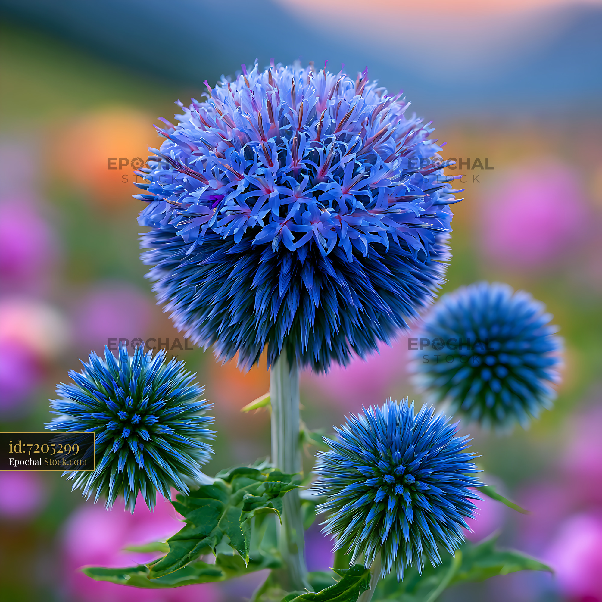 Vibrant blue alpine globe thistle blooming in a colorful summer meadow - stock photo