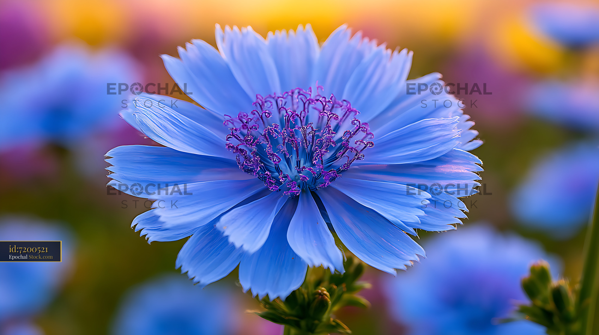 Wild chicory flower blooming in a vibrant blue field at sunset