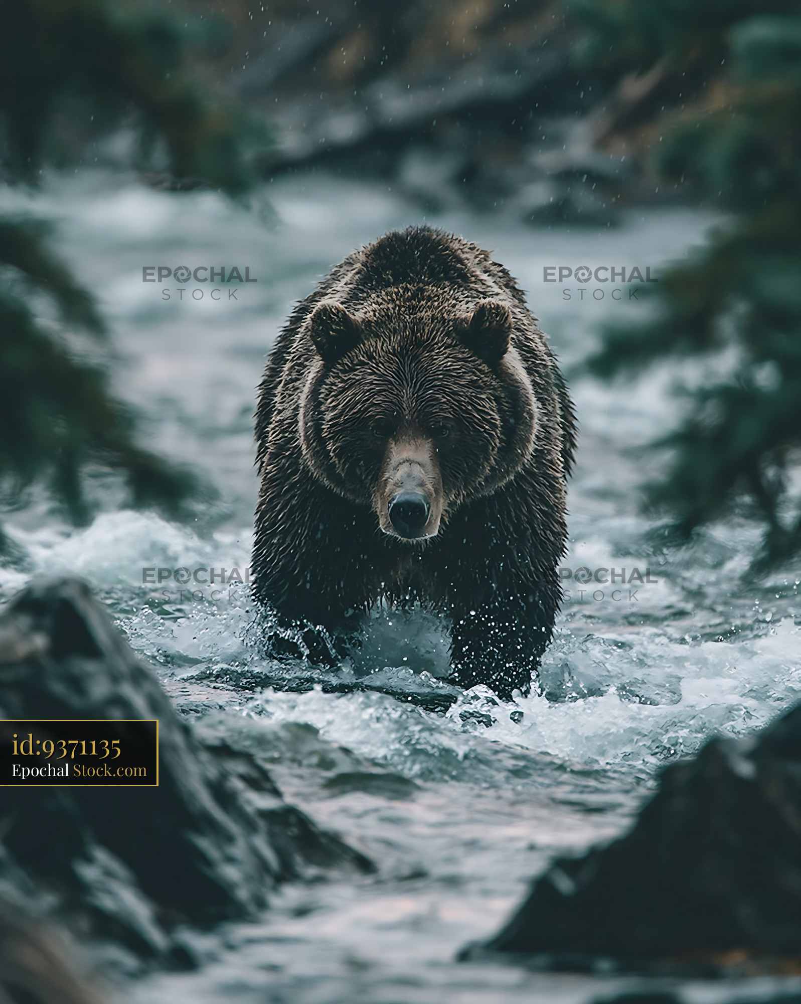 Grizzly bear walking through a rushing river during a rainstorm - stock photo