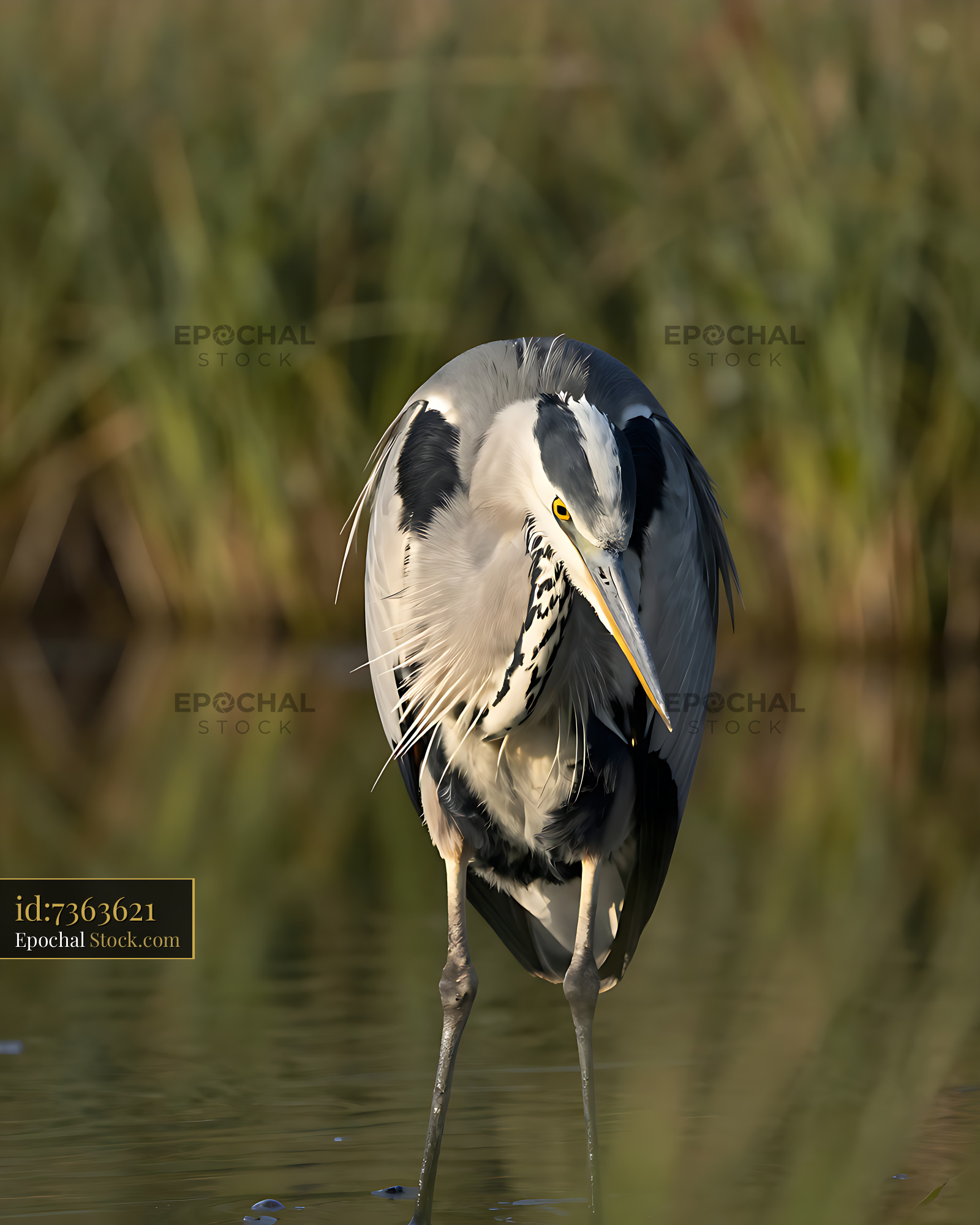 Grey heron standing in shallow water with reeds in the background - stock photo