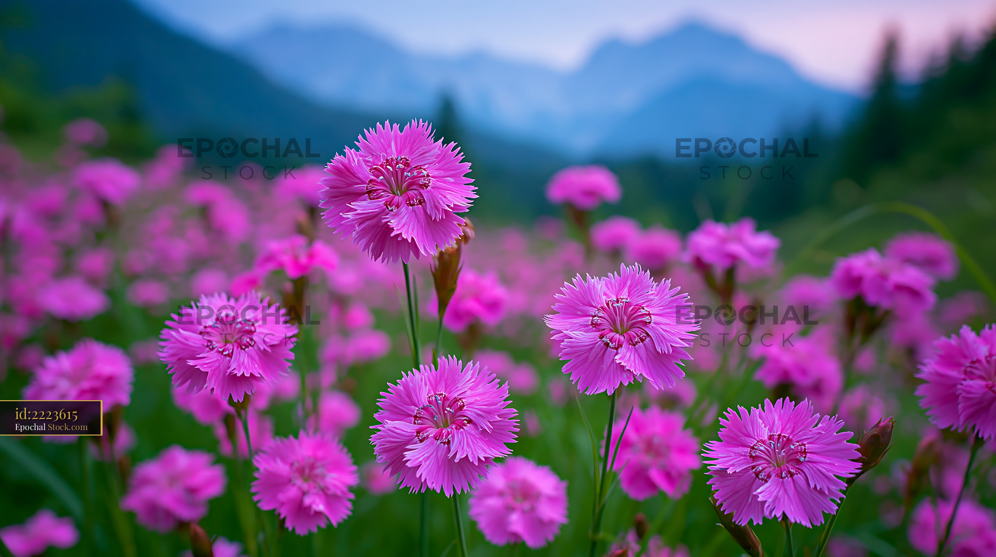 Pink velebit iris flowers blooming in an alpine meadow at twilight - stock photo