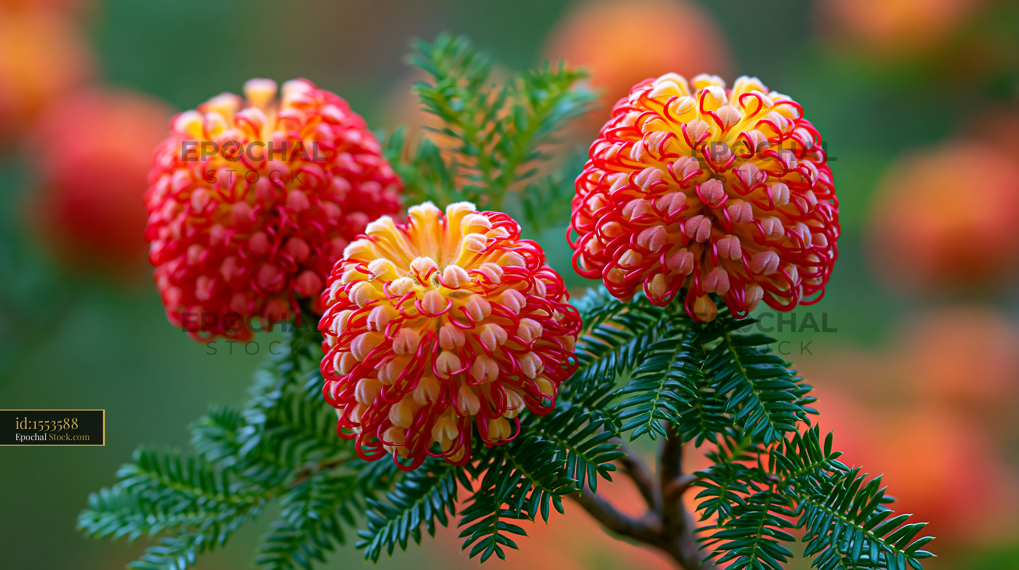 Vibrant banksia flowers blooming in an everlasting field of nature - stock photo