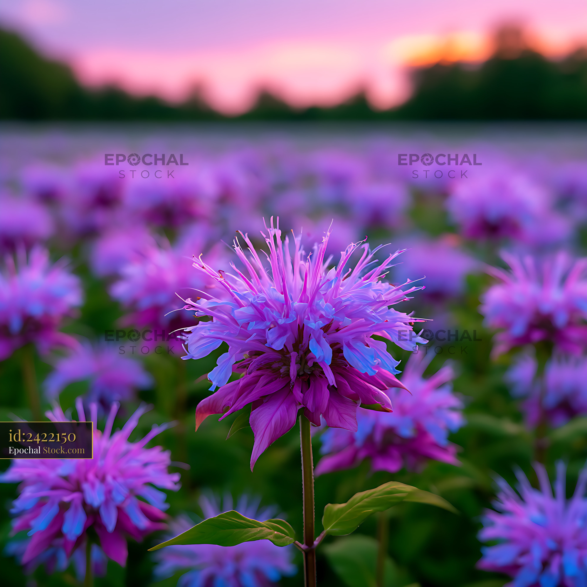 Wild bergamot bee balm meadow blooming under a sunset sky - stock photo