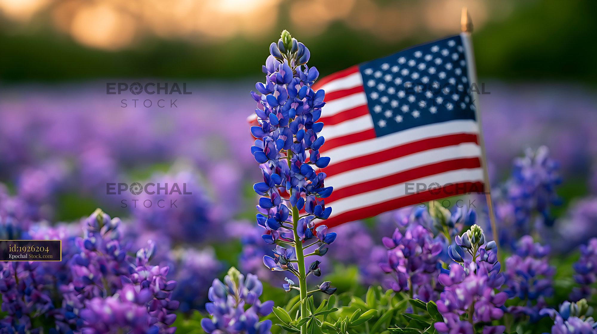 Texas bluebonnet flag in a blooming wildflower field at sunset - stock photo