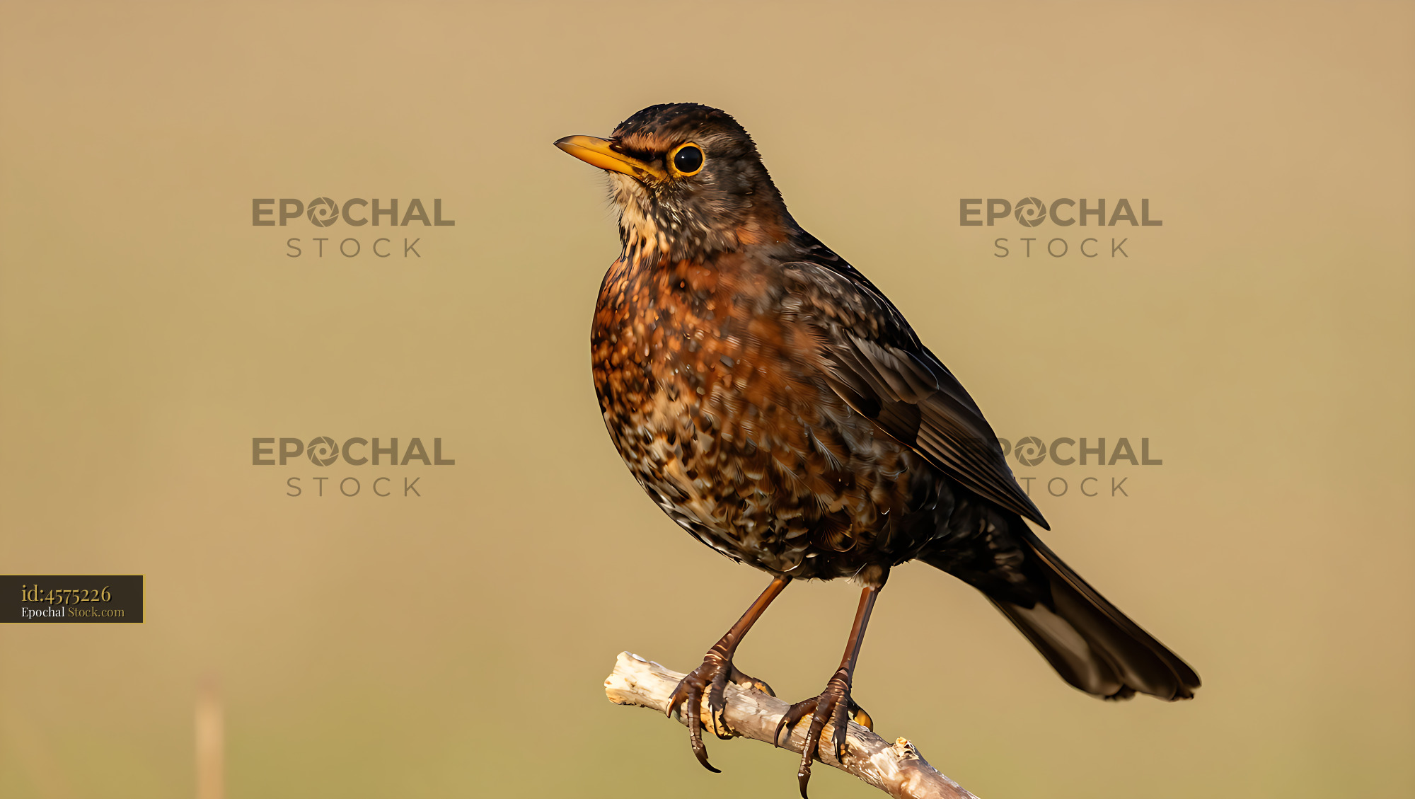 Eurasian Blackbird perched on a branch during golden hour - stock photo