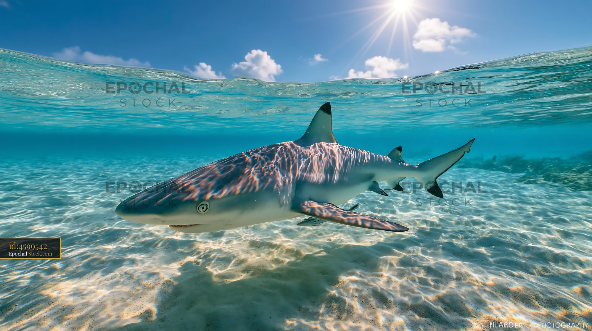 Blacktip reef shark swimming in clear tropical water under bright sun - stock photo