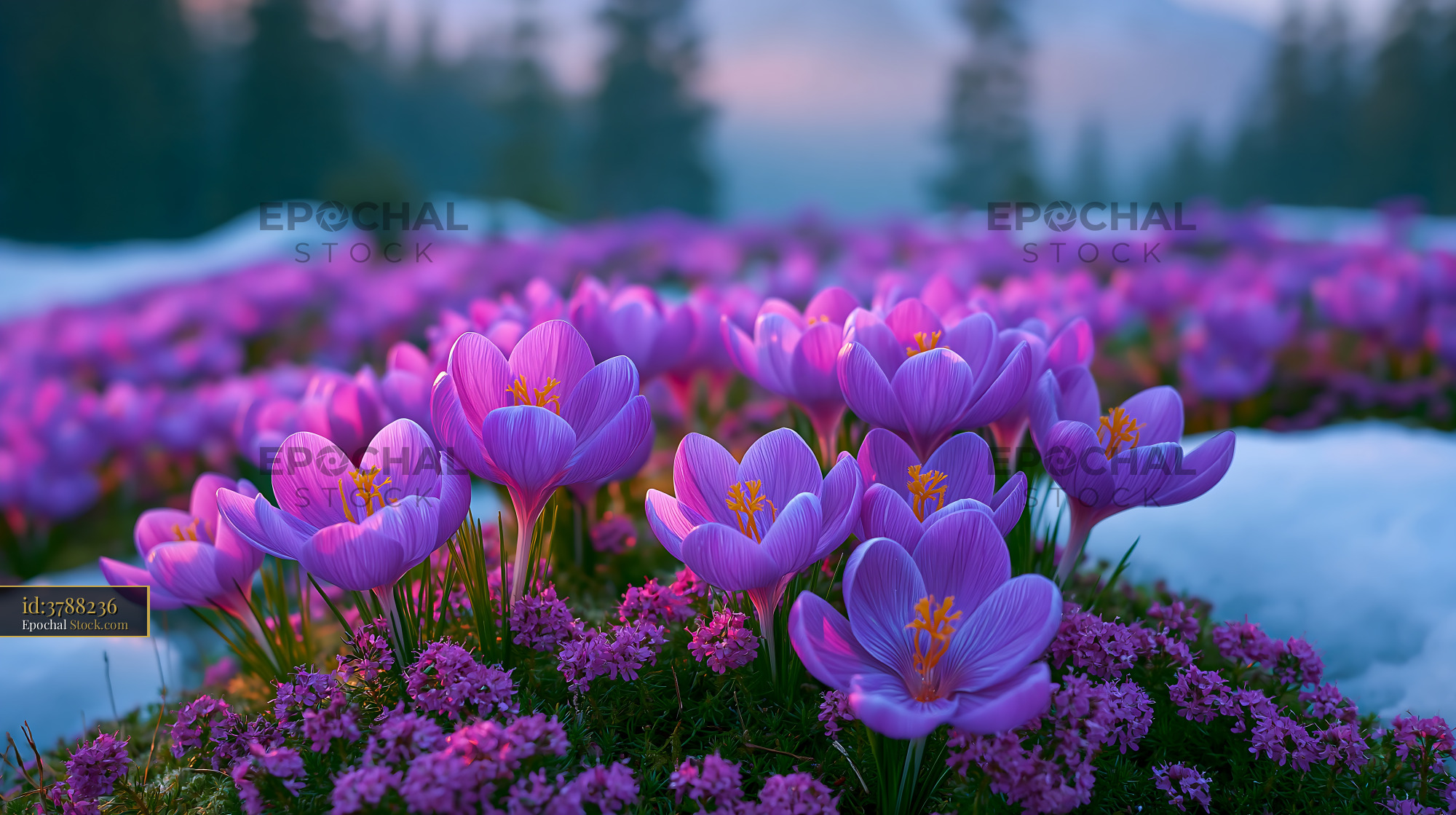 Purple crocus flowers blooming in a snowy red campion meadow at sunset - stock photo