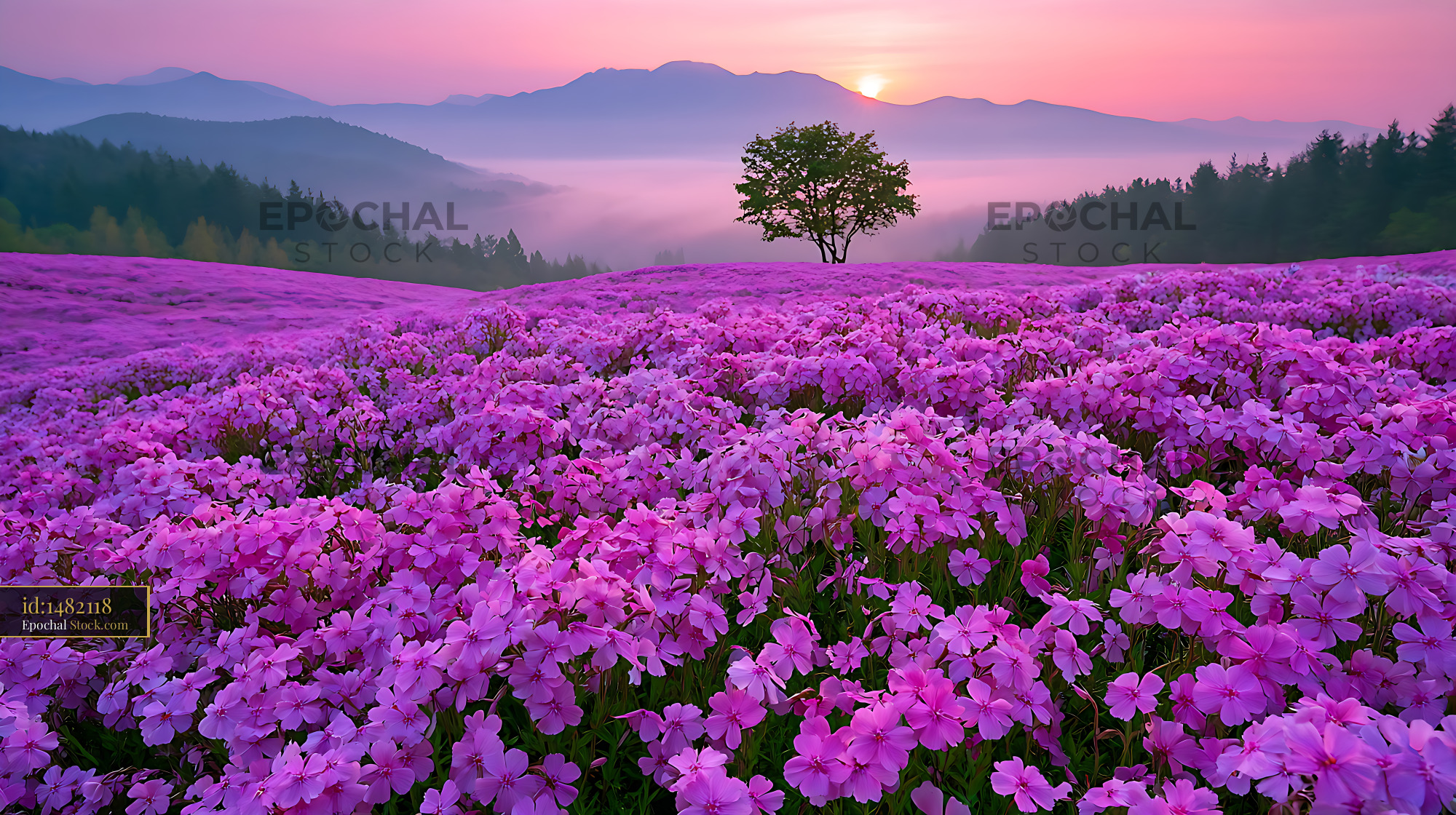 Vibrant field of pink moss phlox blooming at sunrise in Hokkaido - stock photo
