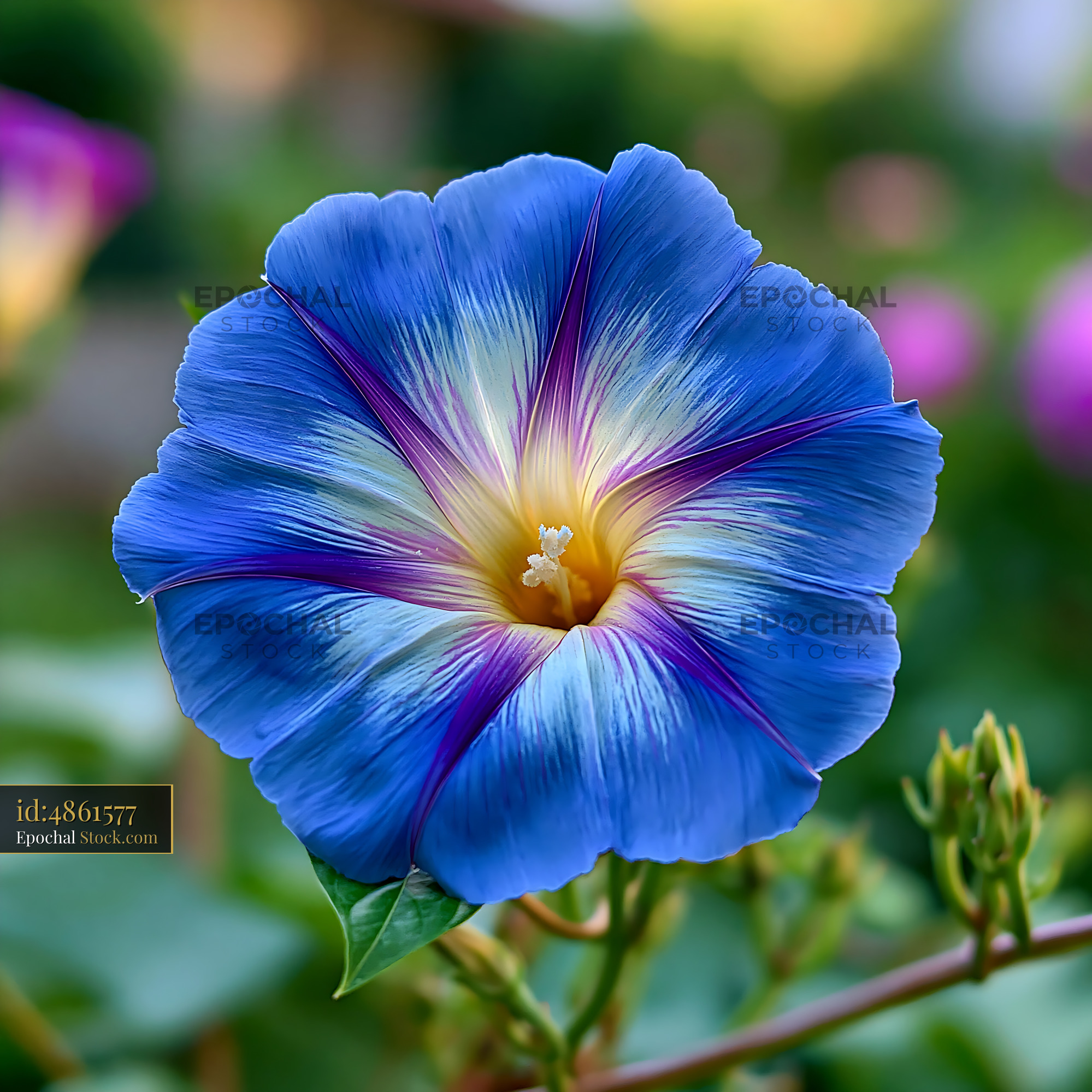 Blue morning glory flower blooming in a summer garden - stock photo