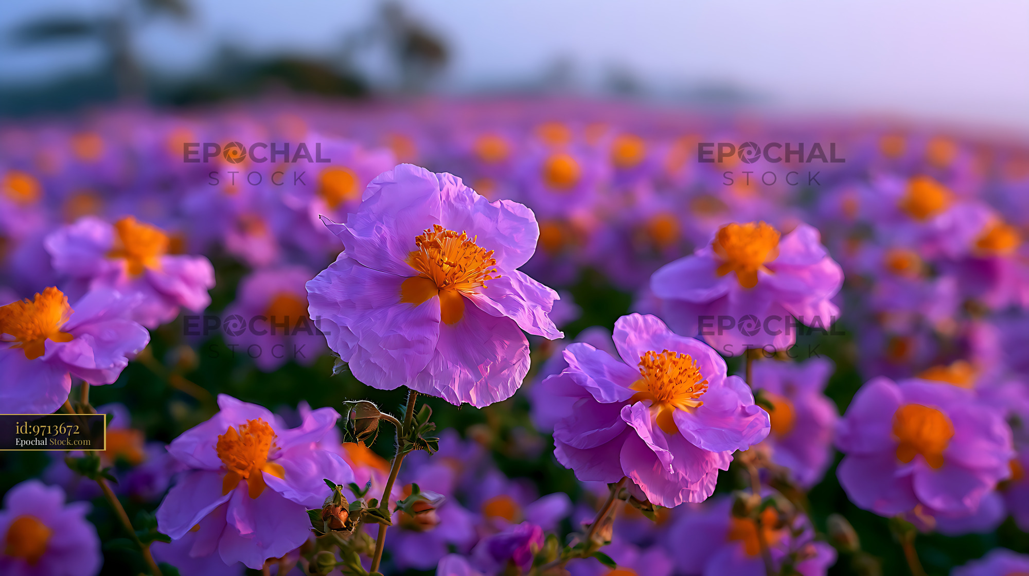 Field of blooming Iberian rockrose on a lavender hill at sunset - stock photo
