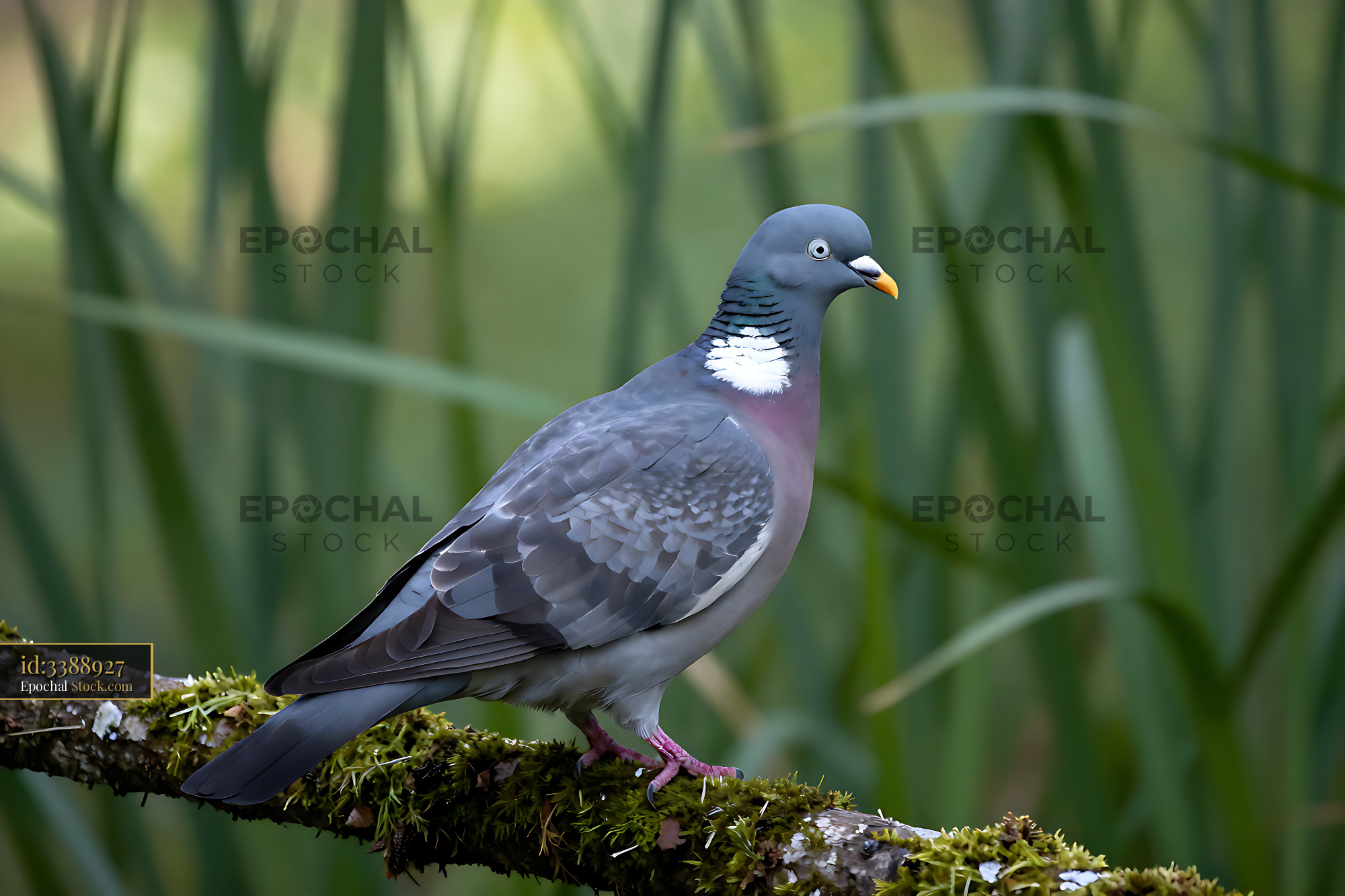 Common wood pigeon perched on a mossy branch in a lush green forest - stock photo