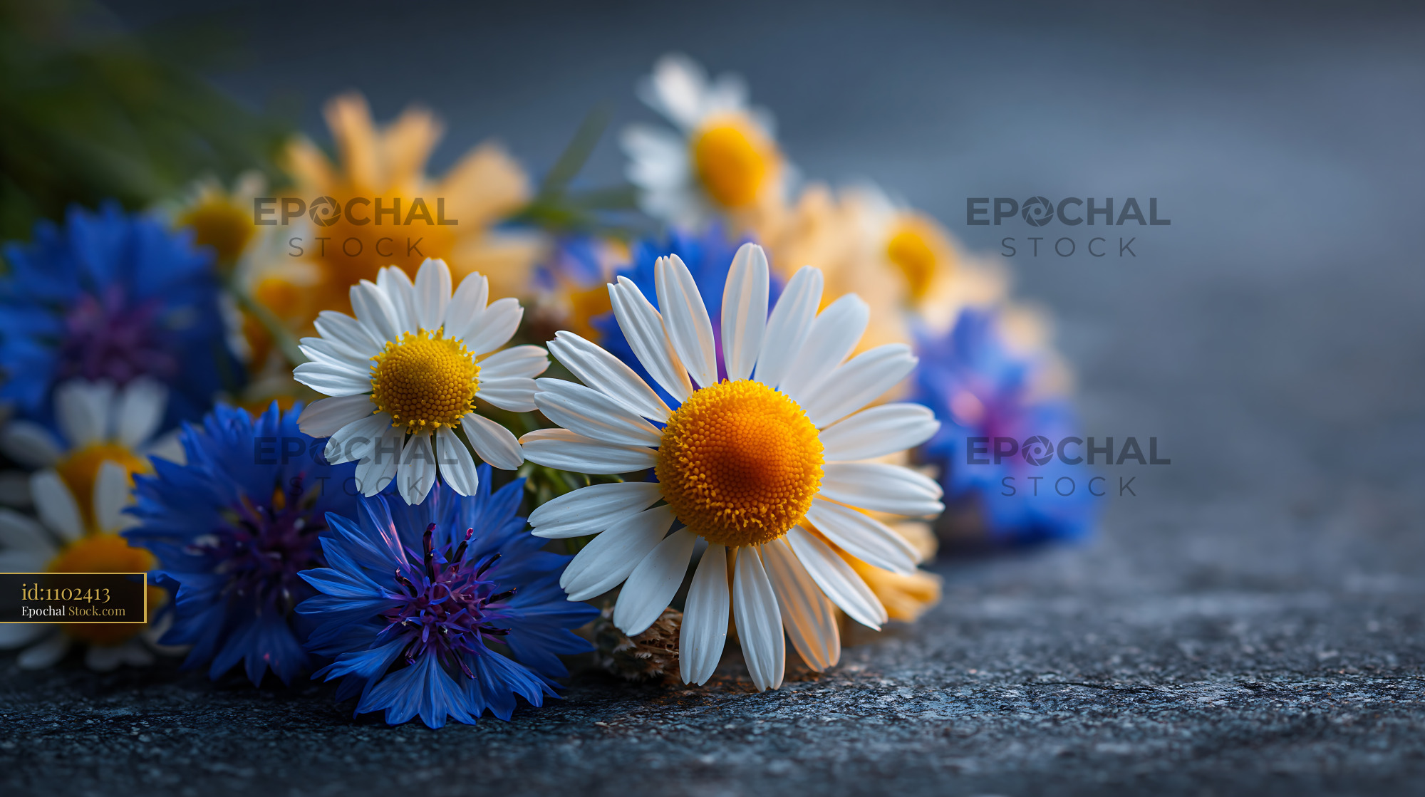White daisies and blue cornflowers on a dark textured stone surface