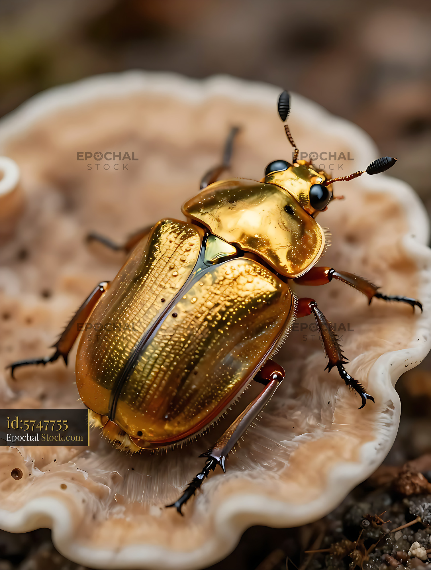 Golden tortoise beetle with metallic shell on a wild mushroom - stock photo