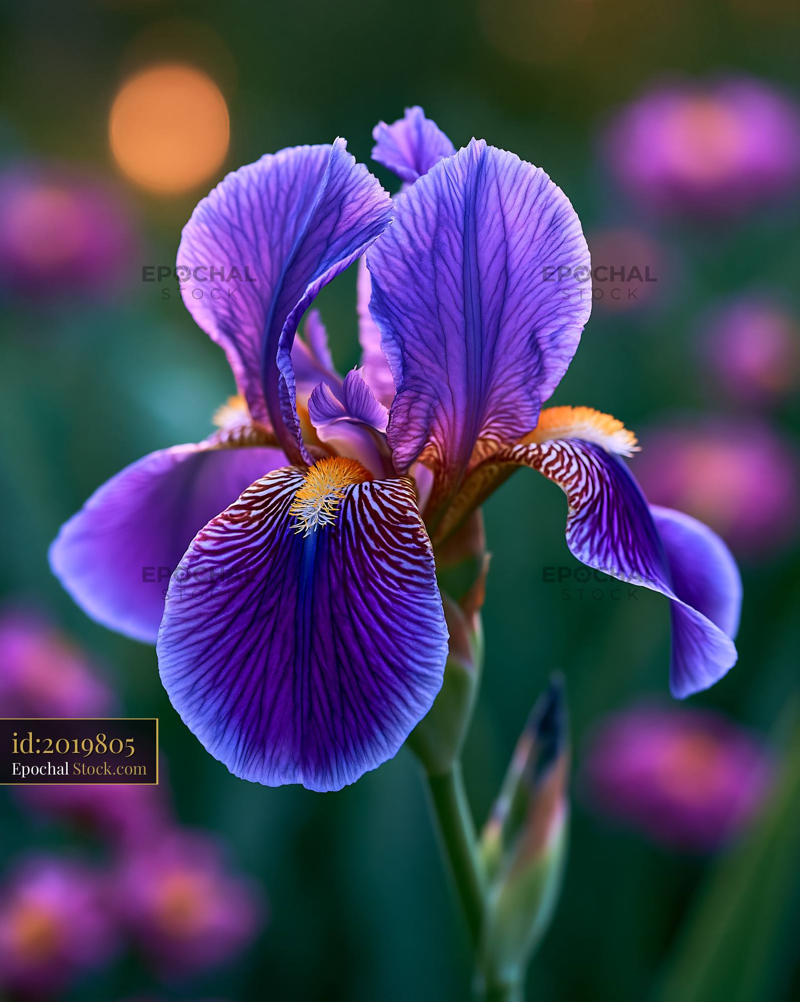 Purple iris and dogwood blossom in a sunny garden - stock photo