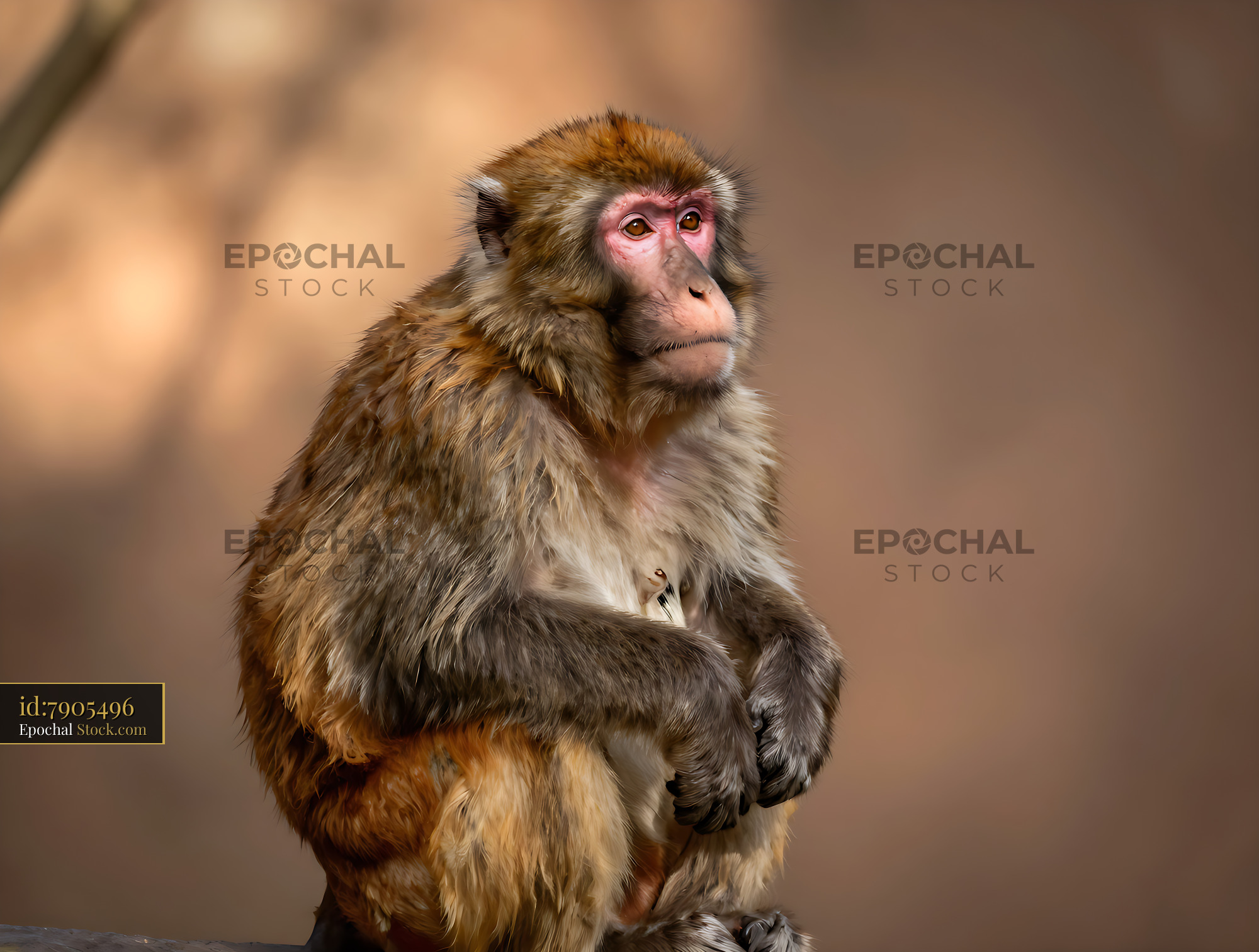 Tibetan macaque primate sitting in soft golden light - stock photo