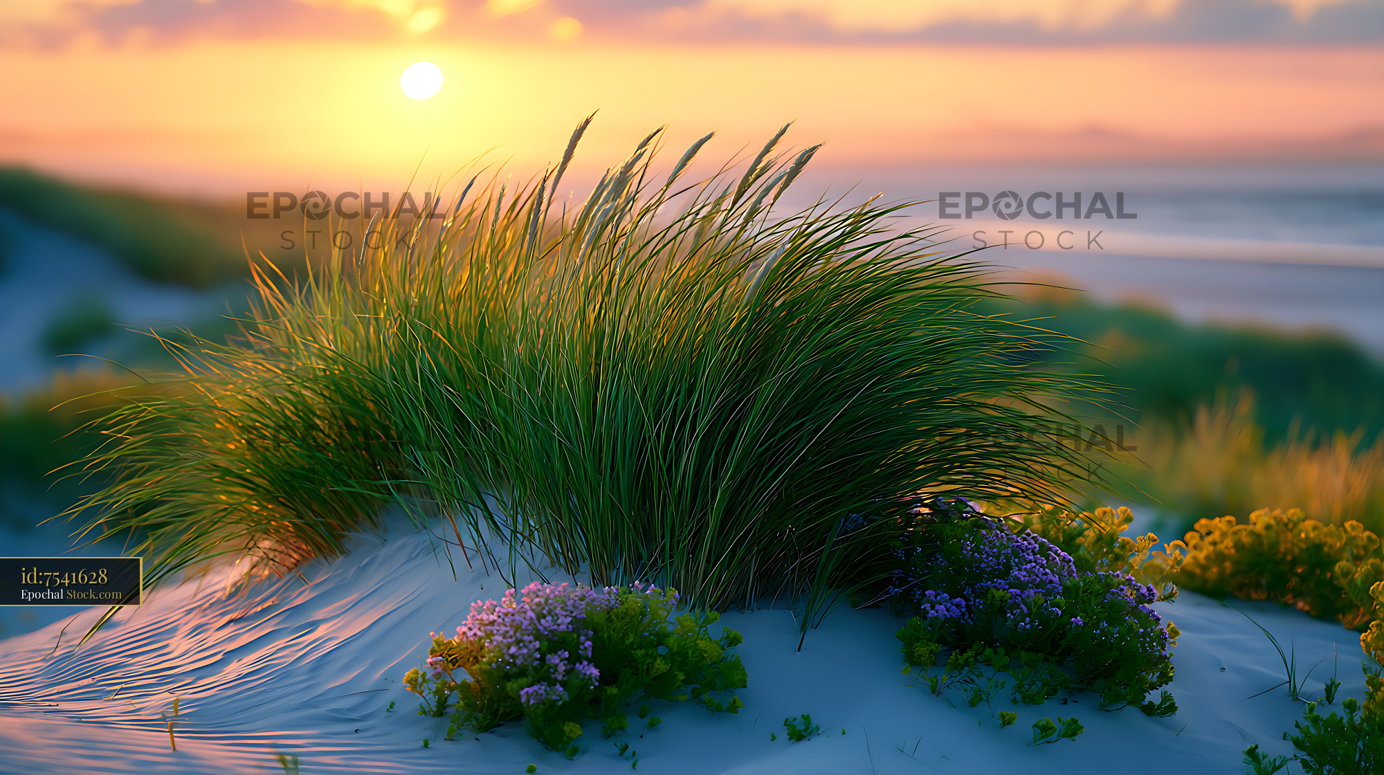 Beach with sea grass and wildflowers on sand dunes at sunset - stock photo