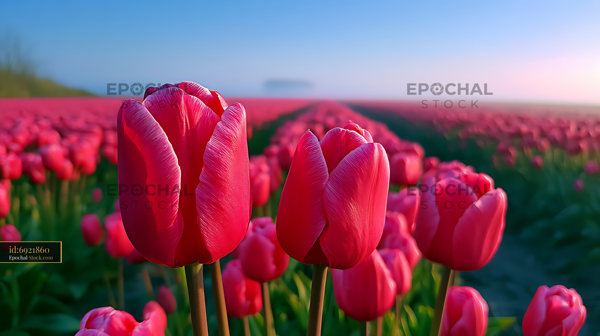 Vibrant pink tulips blooming in a vast Dutch field at sunrise - stock photo