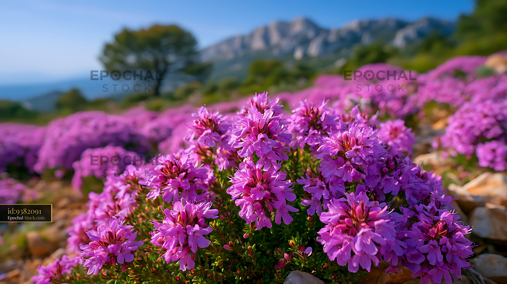 Wild purple thyme blooming on a rocky hillside in the Provence garrigu - stock photo