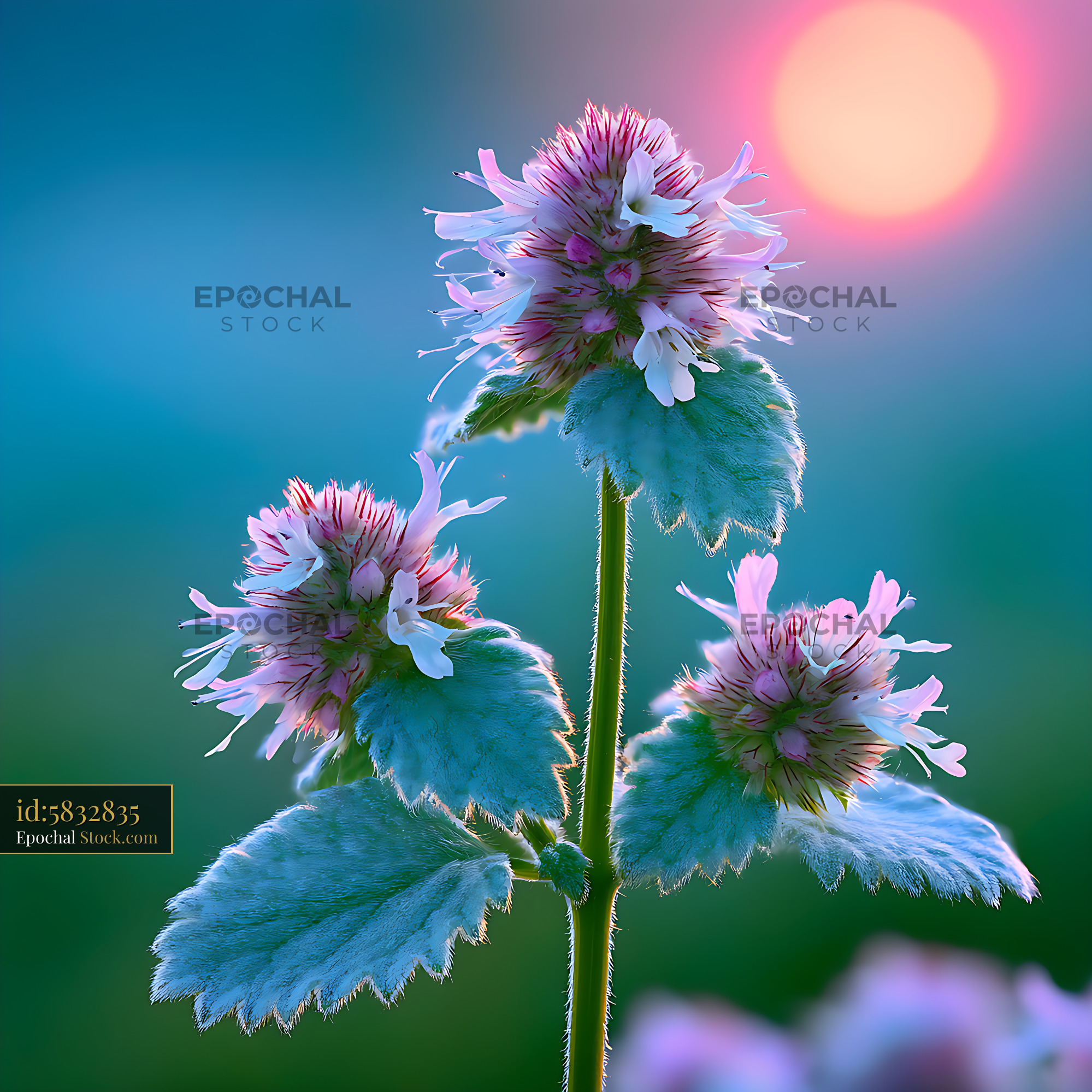 Wild horehound silver leaves with pink flowers in soft morning light - stock photo